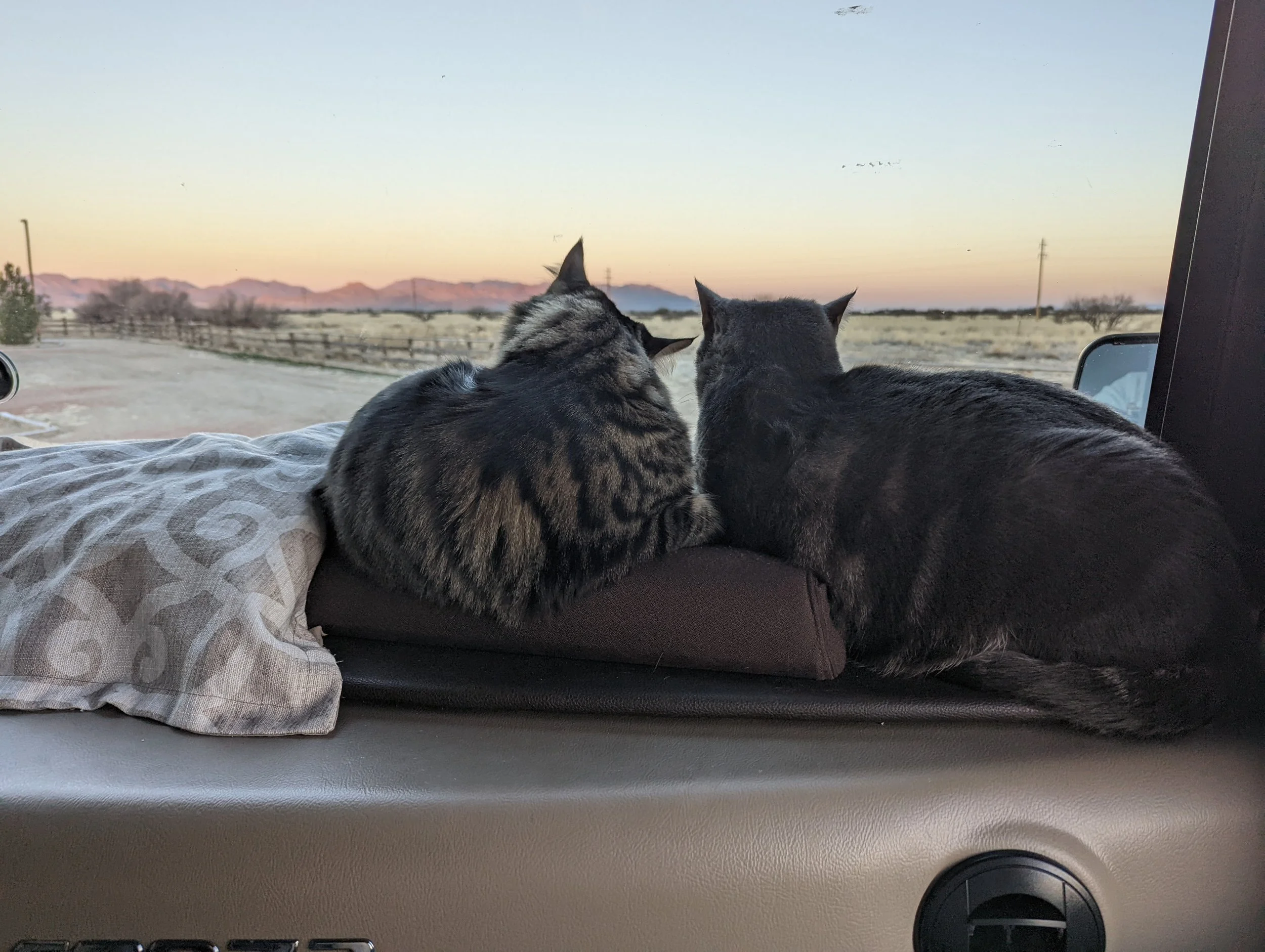 next morning, the cats enjoyed the sunrise with me