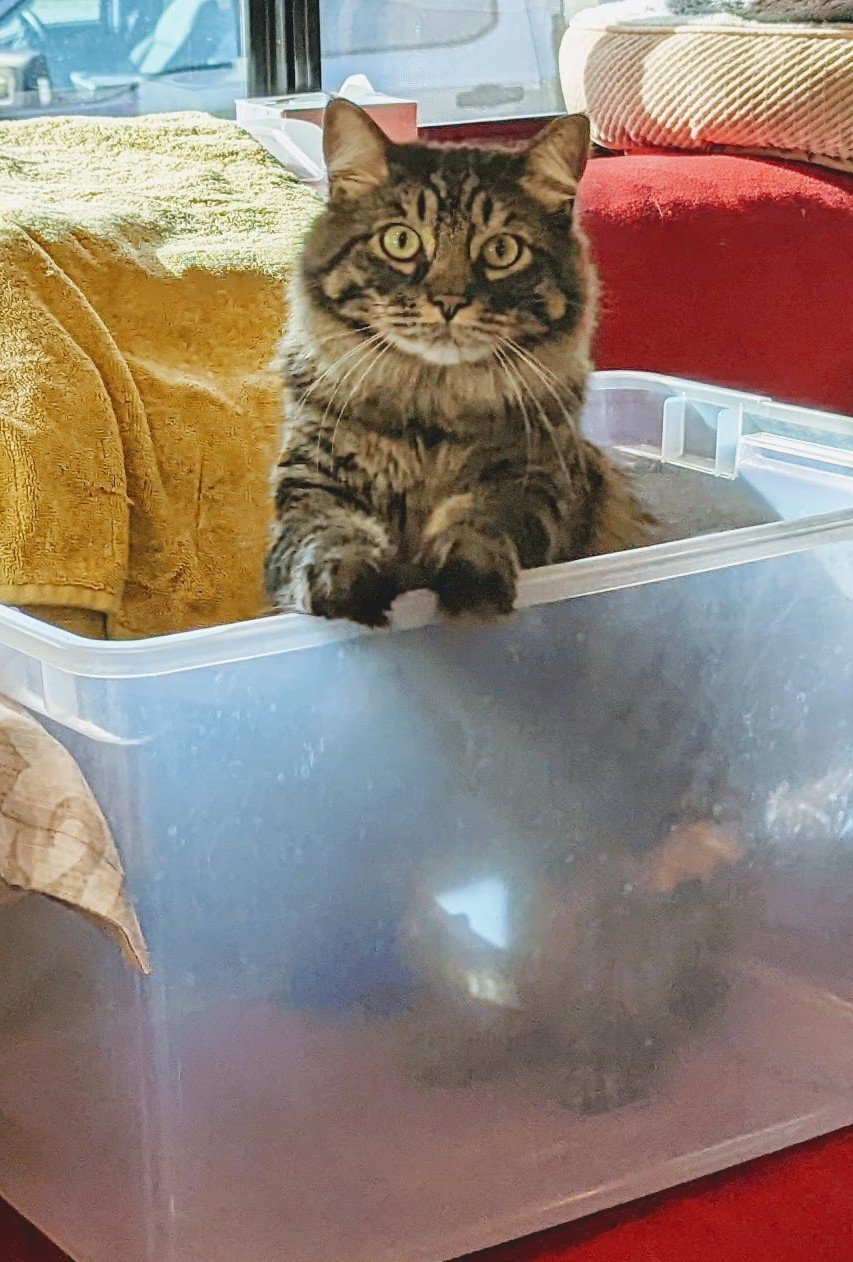 Carmine helping pack up on move day