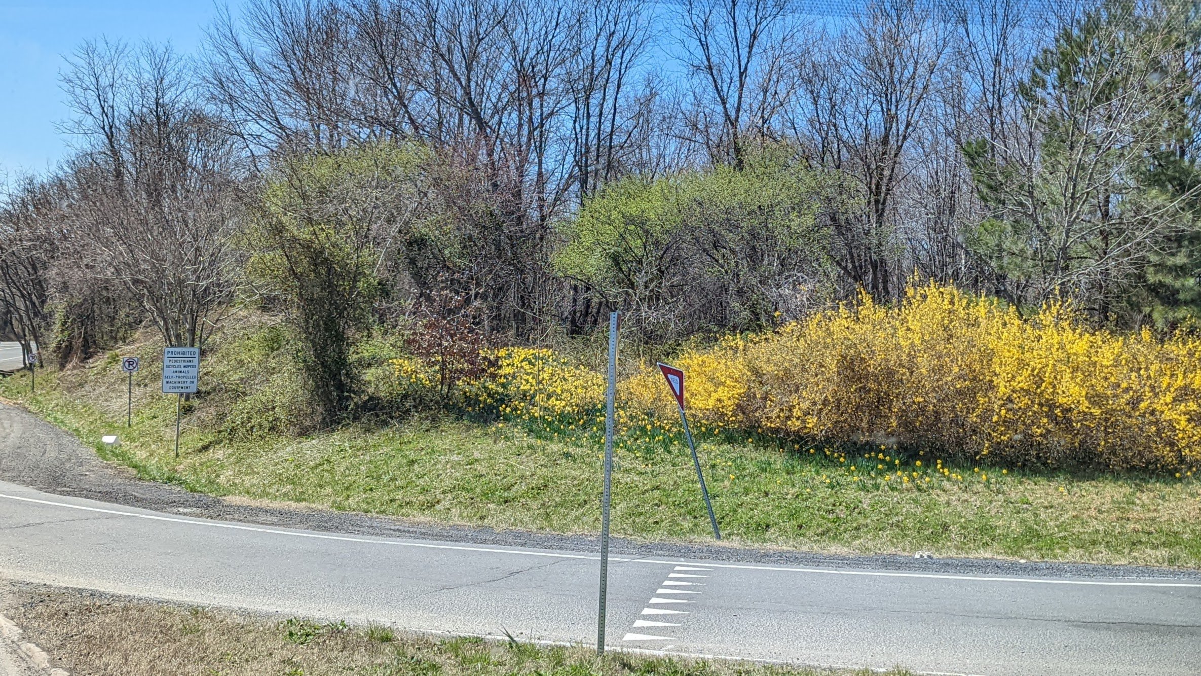 forsythia seems to be the first to bloom