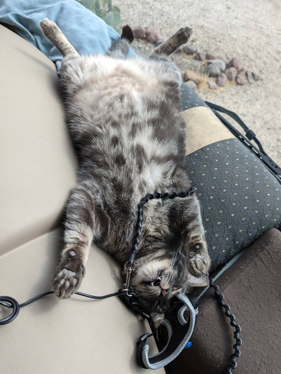 No, Vinny didn't get strangled by his leash! He played with it, stuck his head in, rolled around, and fell asleep!