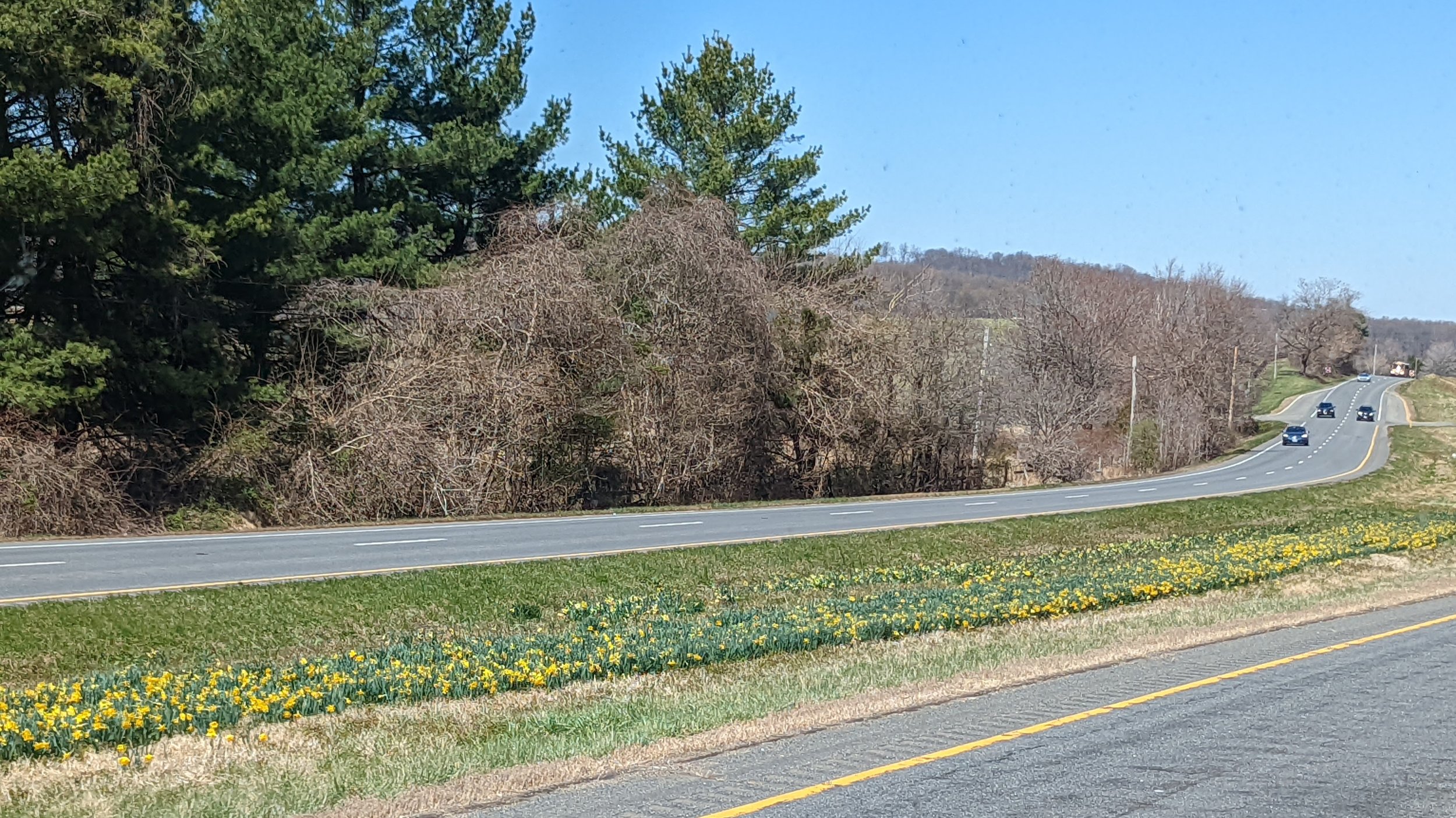 yellow daffodils are the icon of spring up here!