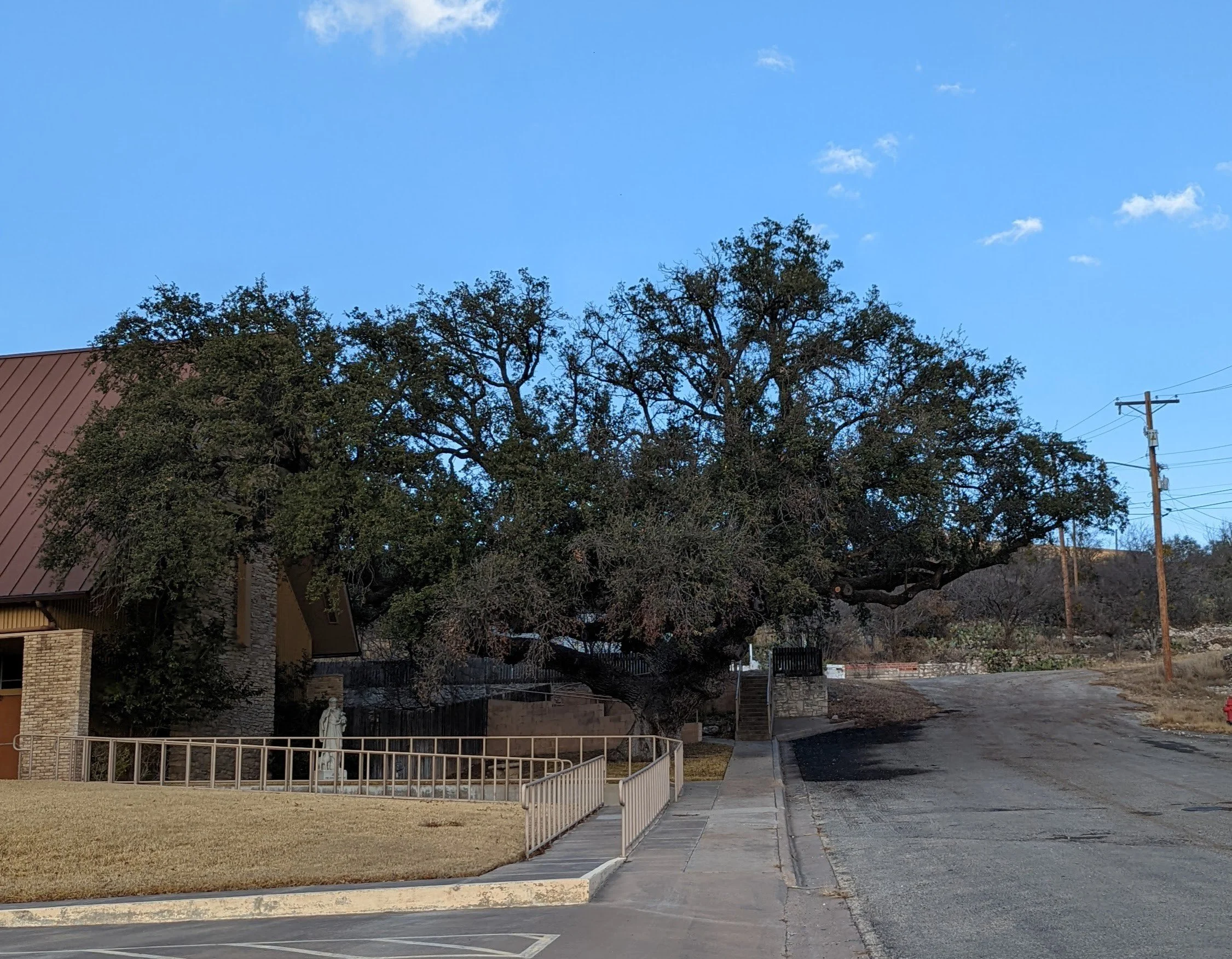 some of the oak trees here were HUGE