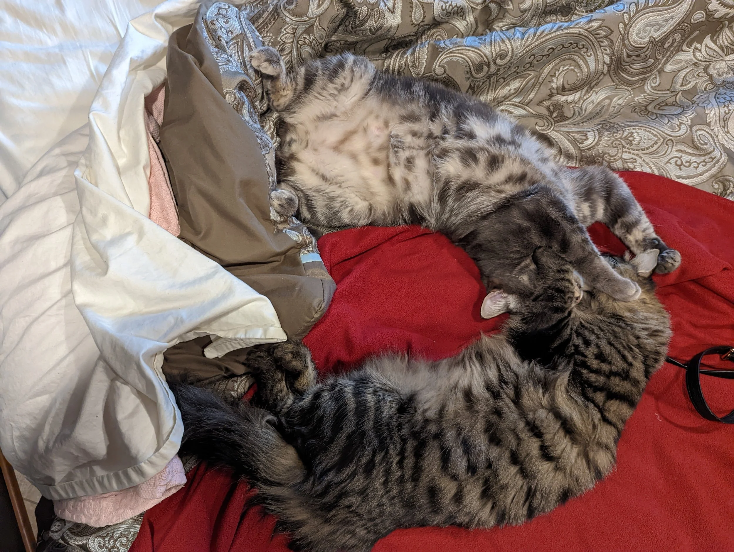 yin-yang