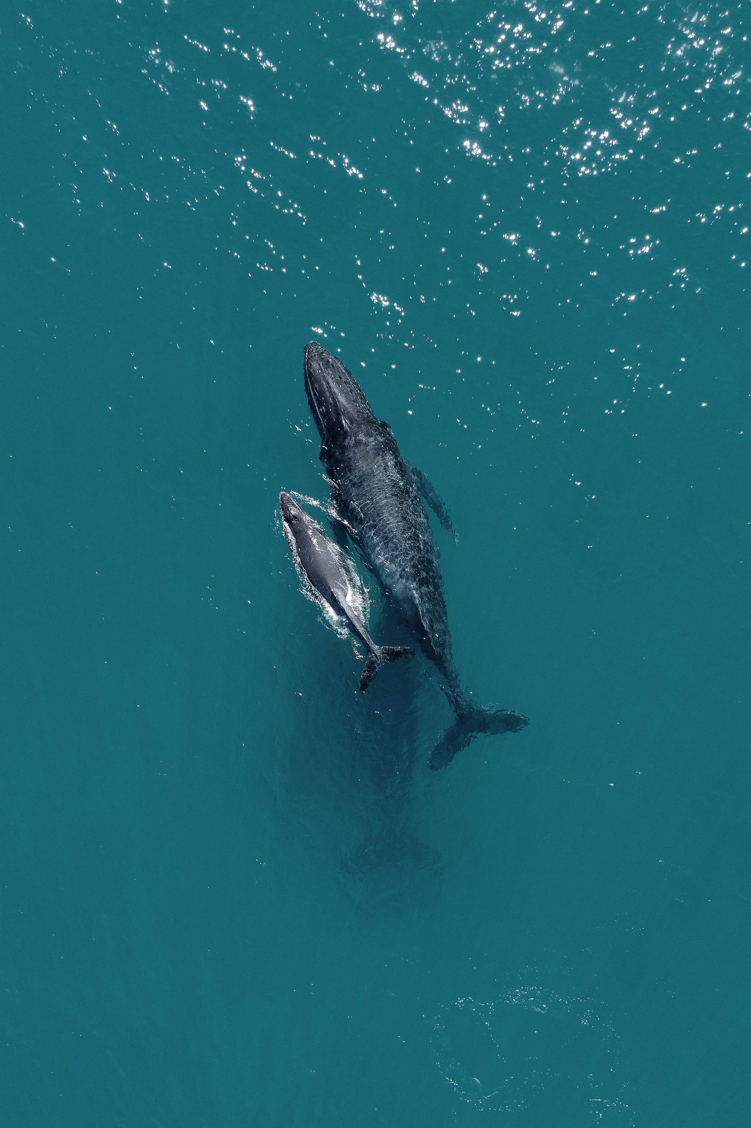 The Ultimate Baja Marine Life Calendar: When and Where to Meet the Giants