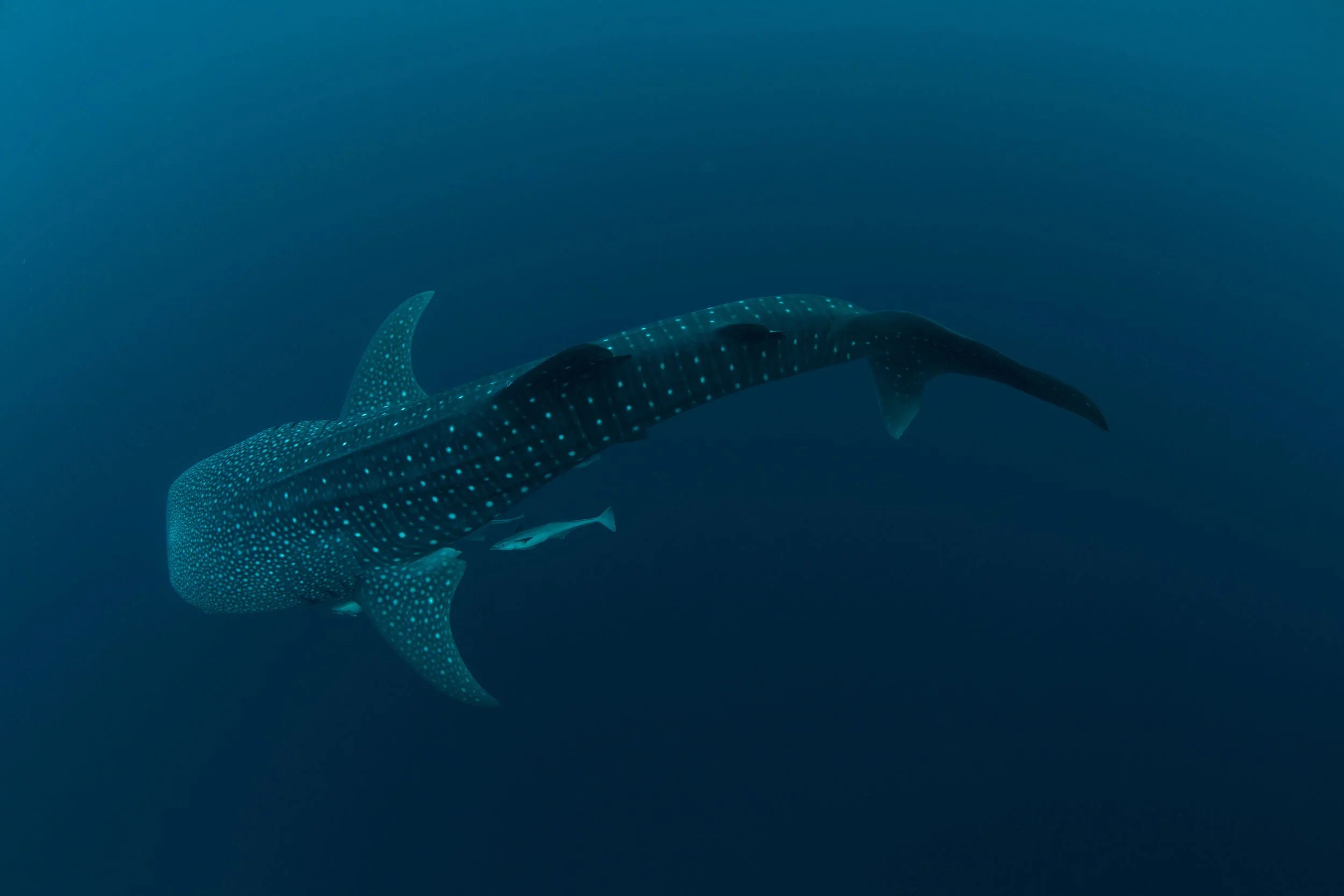whale-shark-underwater-2026-01-05-00-52-24-utc.jpg