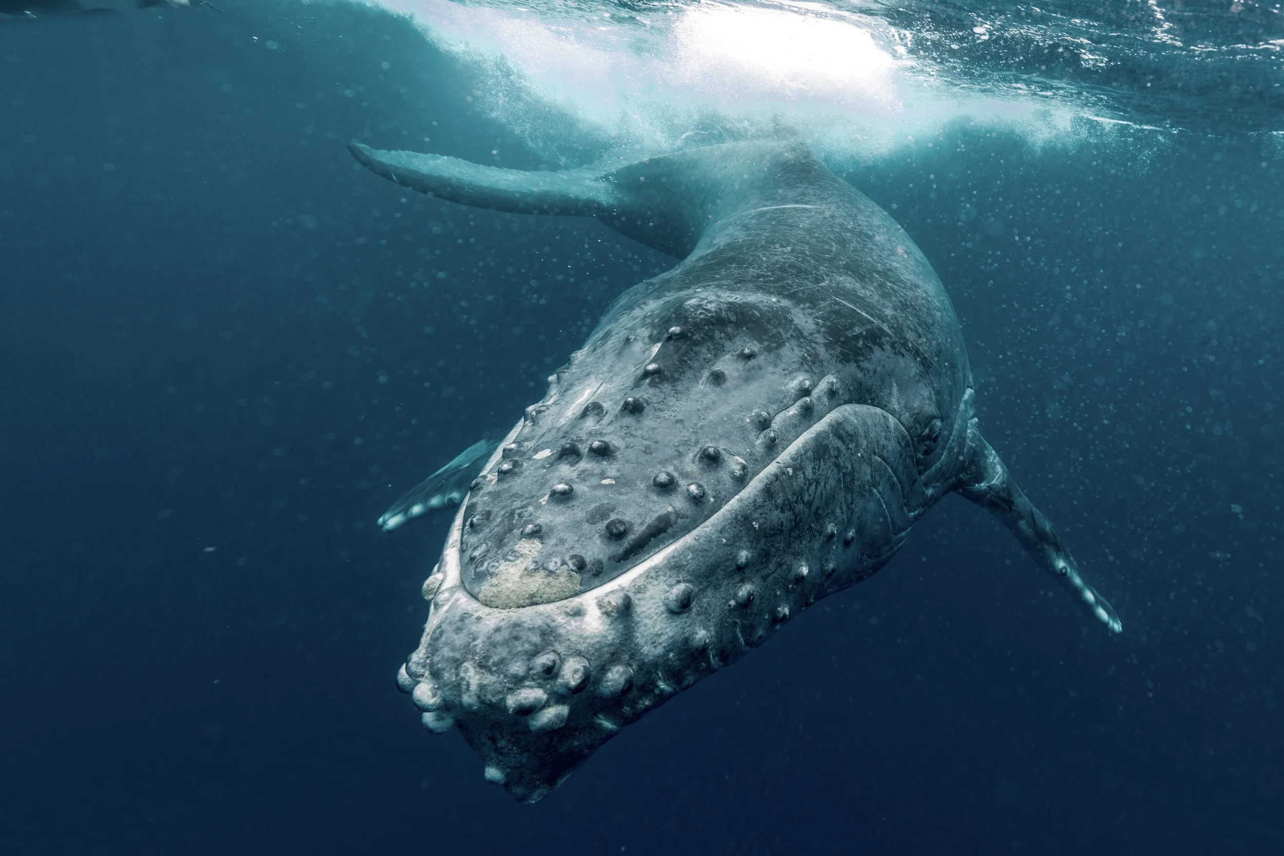 humpback-whale-2026-03-18-04-37-14-utc.jpg