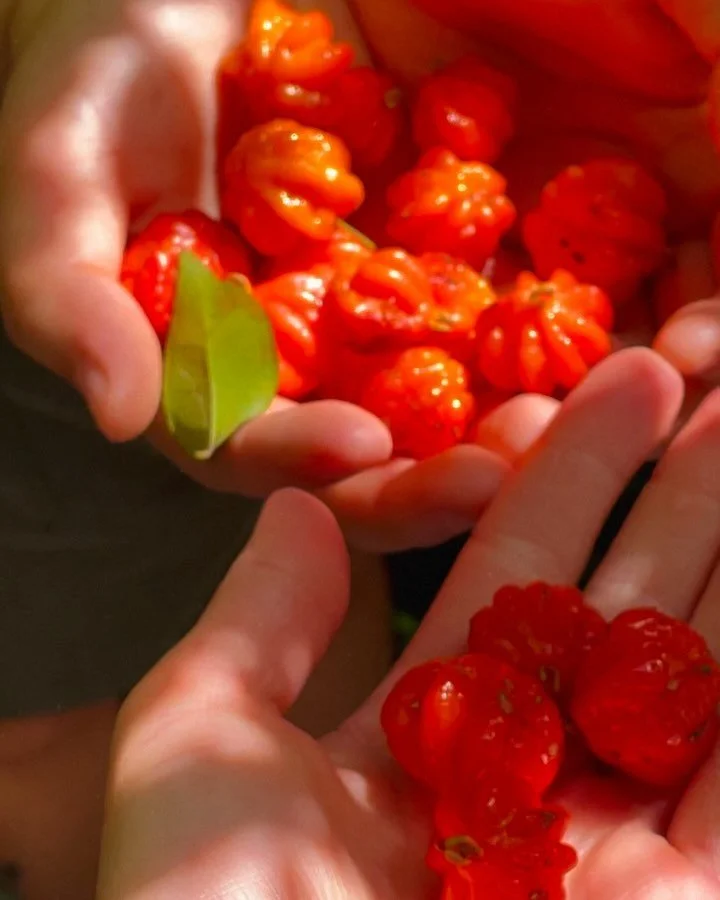 Pitanga season daydreaming 🐠