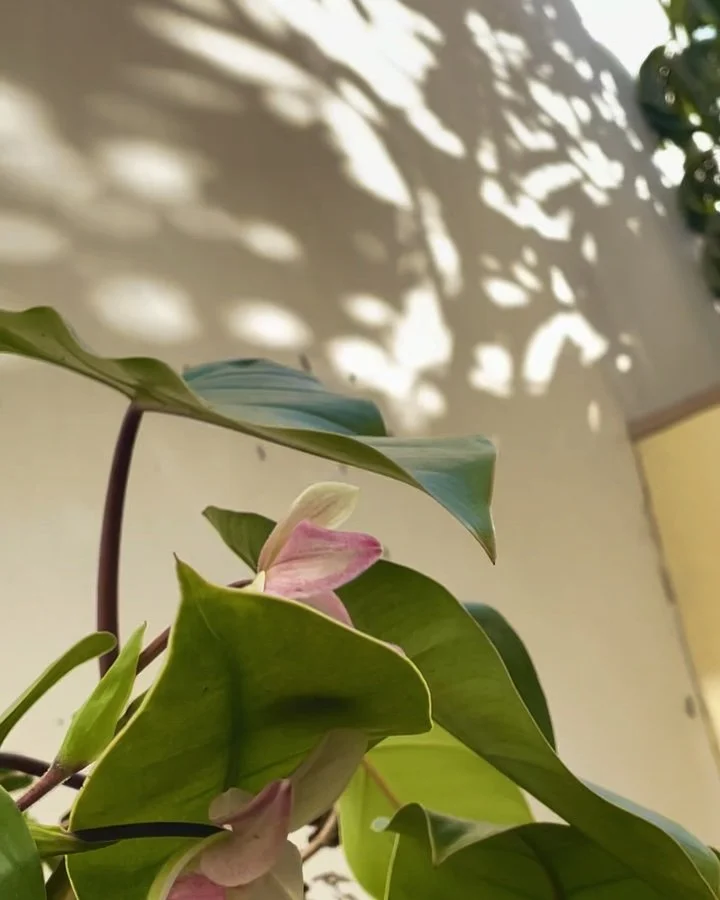 Jardins do Jaca em Janeiro e uma brisa suave 🪴

[obrigado @ecoprazeres pelo amor que d&aacute;s &agrave;s nossas 🌱]