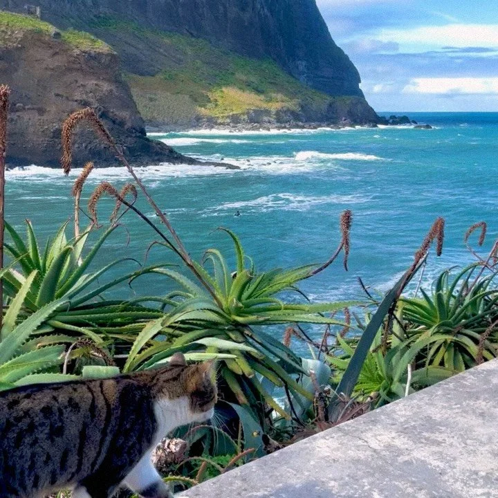 Life in Porto da Cruz may seem to move a little slower… but hey 🦀 We’re very much alive!