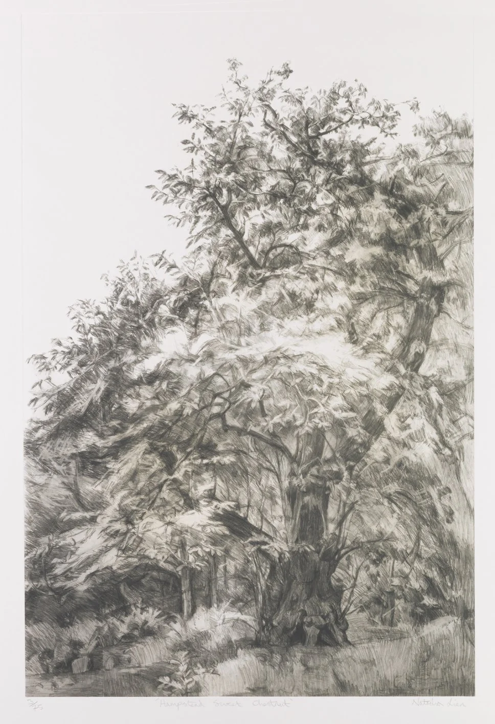 ©Hampstead, Sweet Chestnut - intaglio print Natasha Lien