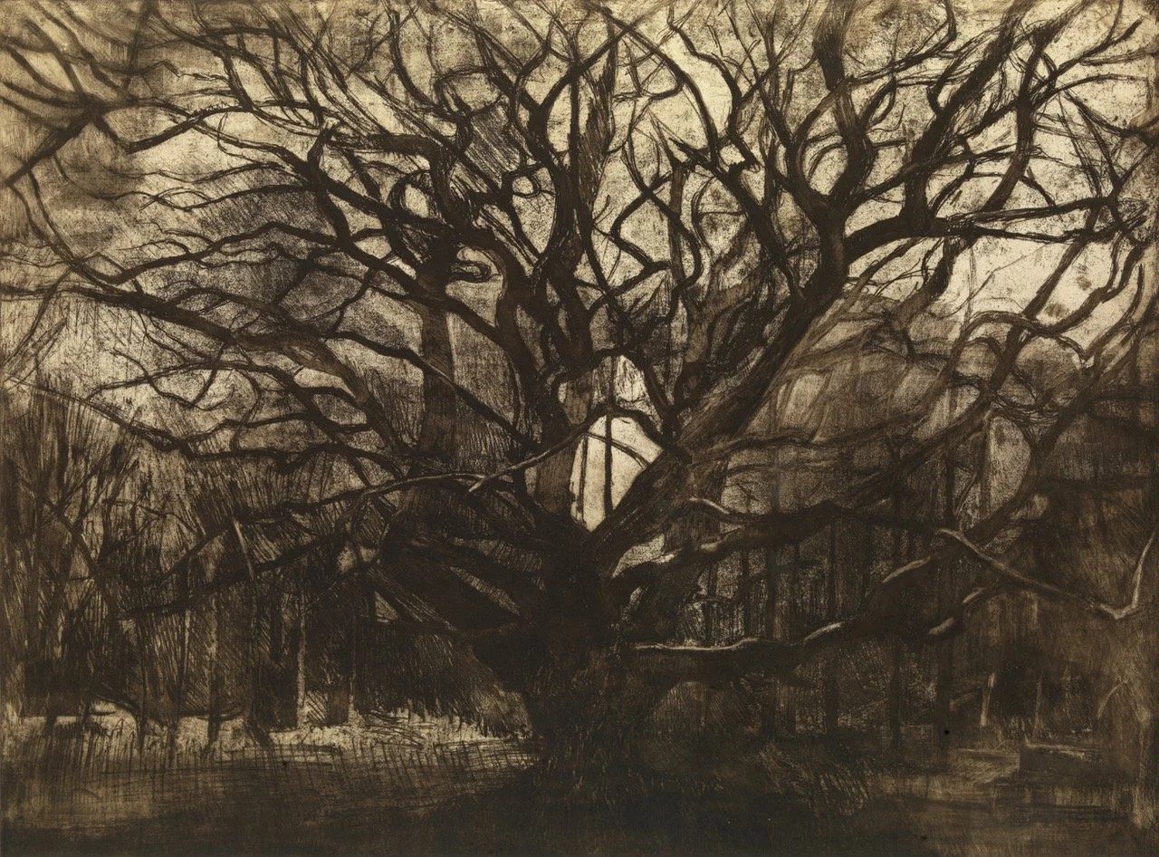 ©Frithsden Beech etching 58 x77 cm limited edition of 20 Natasha Lien
