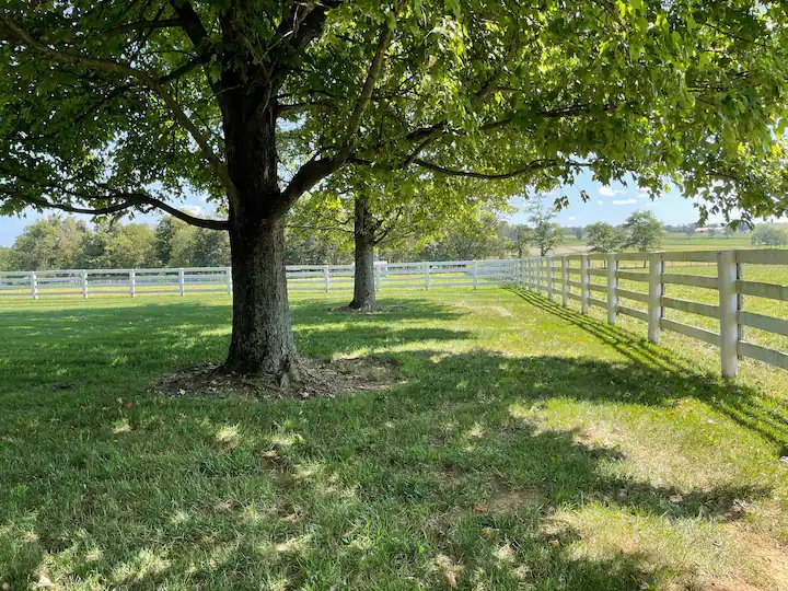 Oxford Springs Farm, paddock view with shade tree (Copy) (Copy) (Copy) (Copy) (Copy)