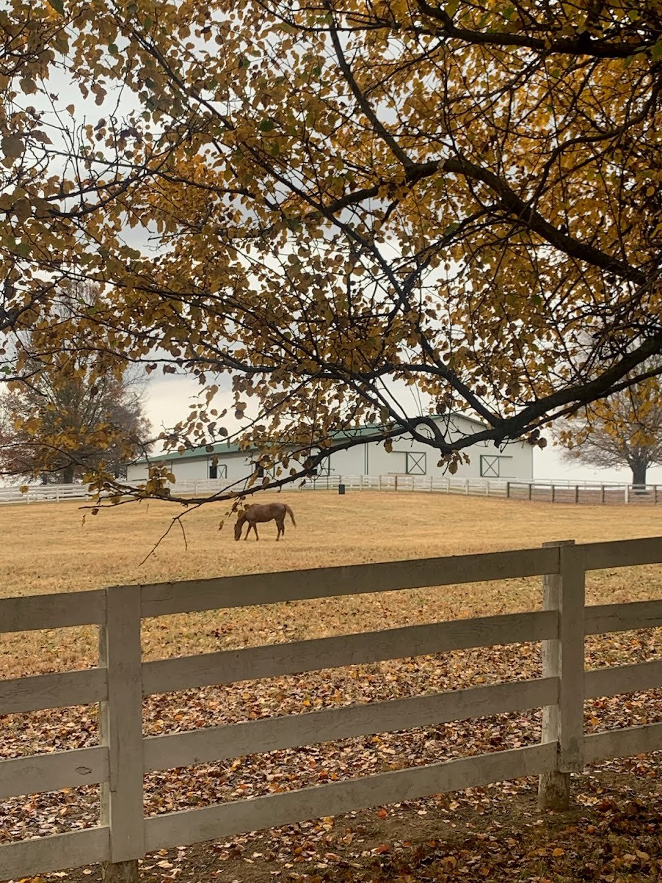 Oxford Springs Farm, paddock view in fall with horses (Copy) (Copy) (Copy) (Copy) (Copy)