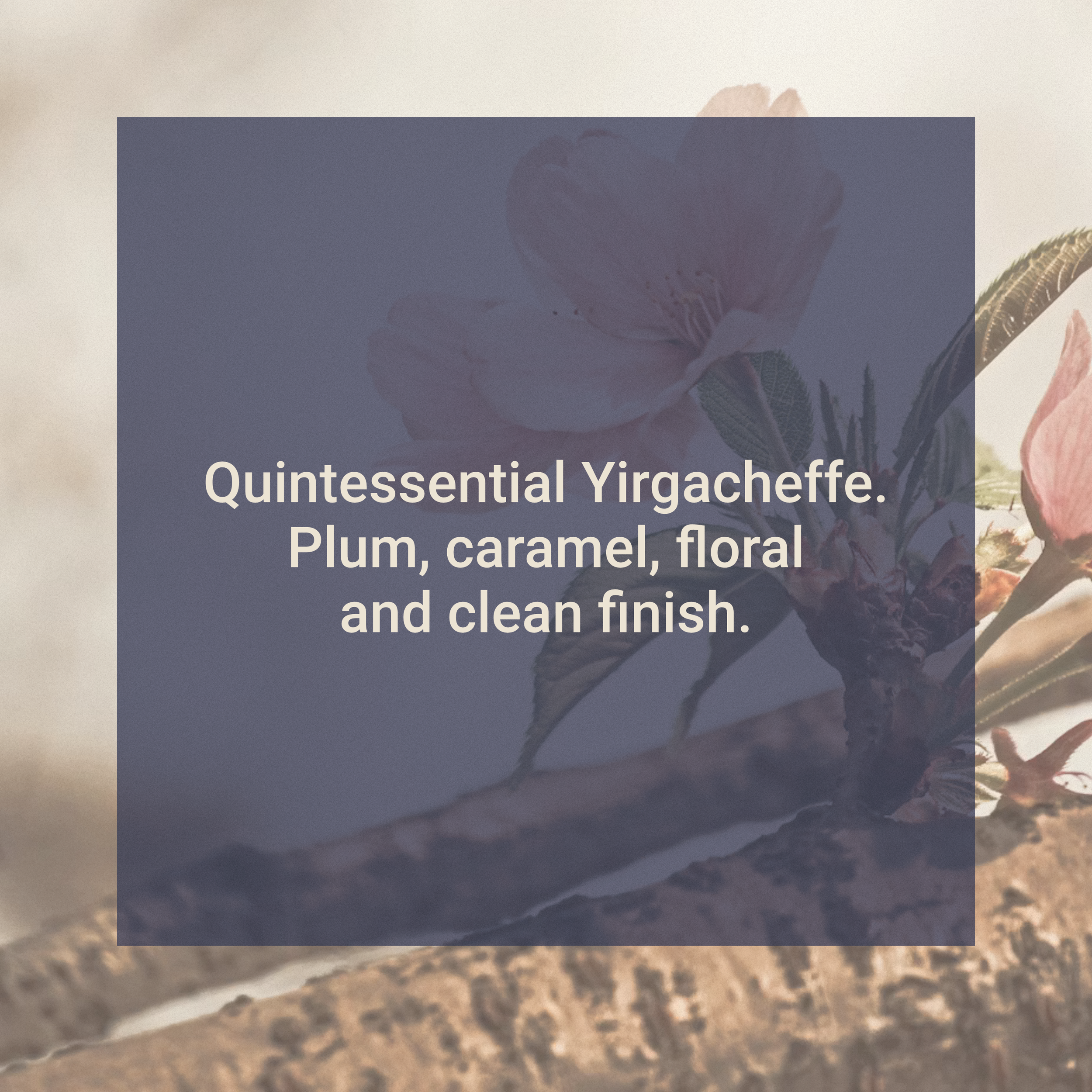Ethiopia Gotiti Washed Yirgacheffe tasting notes are plum, caramel and floral with a clean finish