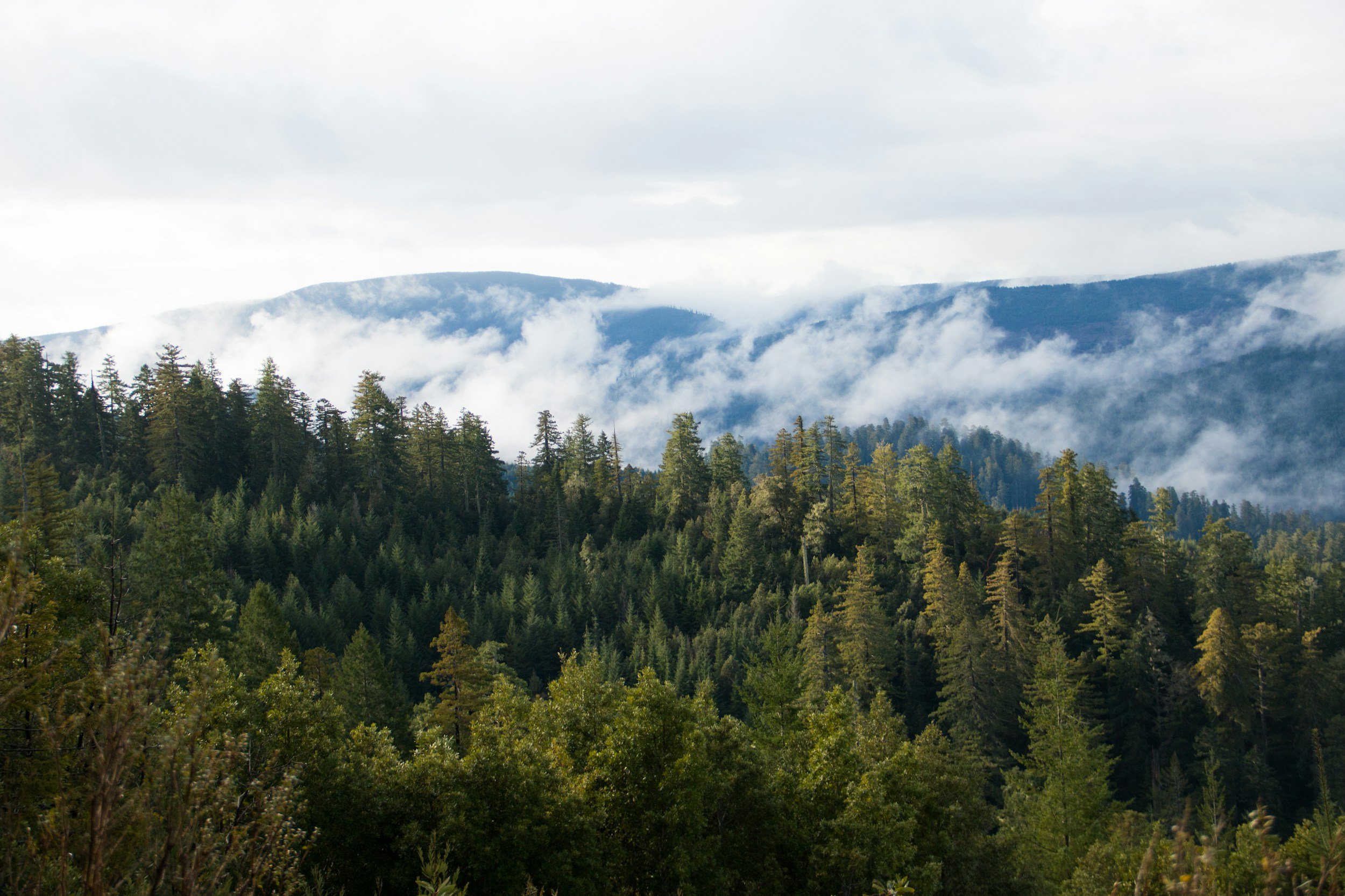 Demand Assessment of US Land Restoration & Reforestation Value Chain: Module 1