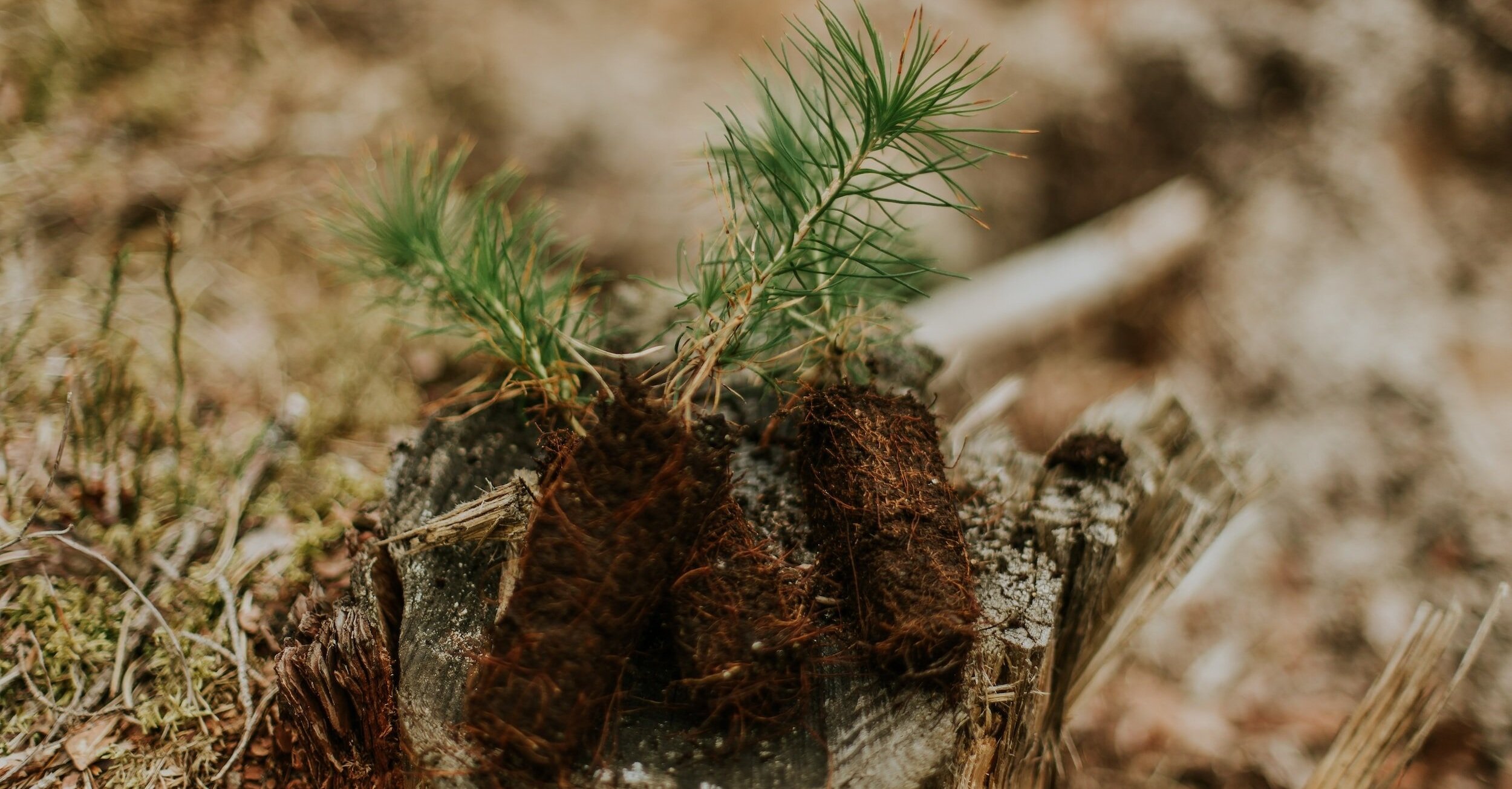Forest Nursery Landscape Assessment