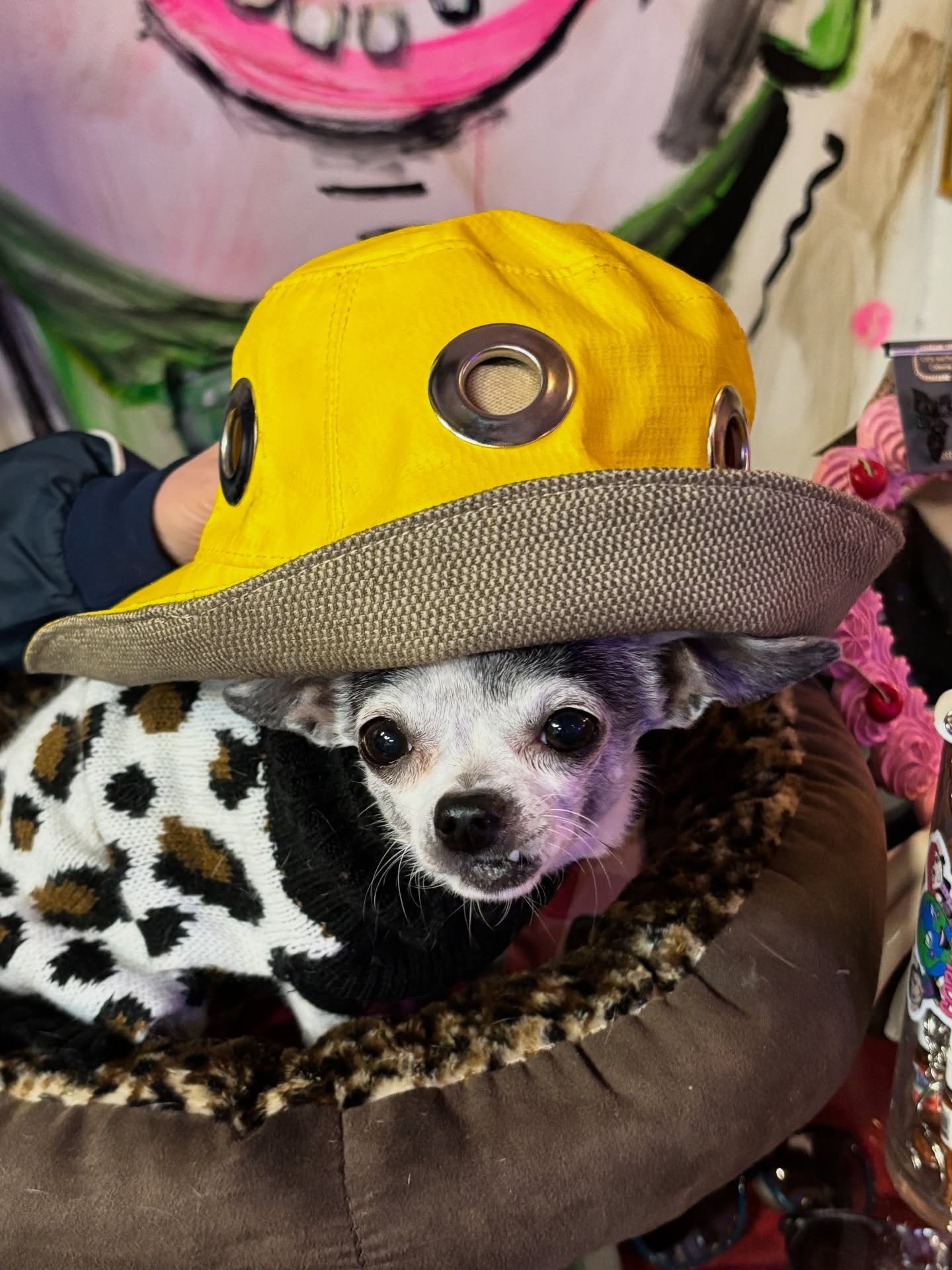 Sunday Shop Alert ( from @snacksattackfordogs )🚨🥳🦴New Items In-Shop ! 

It&rsquo;s a perfect day to grab a chai nextdoor at @kolkatachaico and meet friends at the shop&mdash;stop in today 12&ndash;7PM for an all new selection of vintage jackets, h