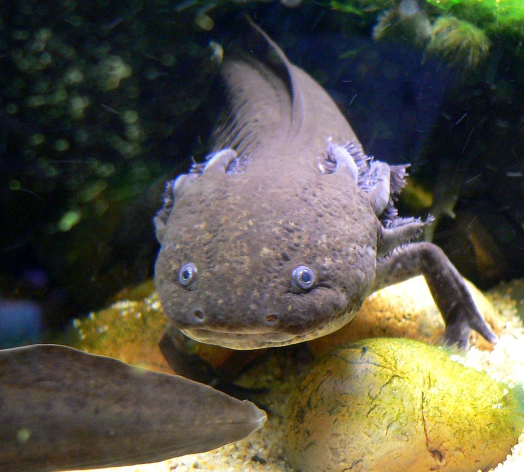 A·xolotl — TECUANIS
