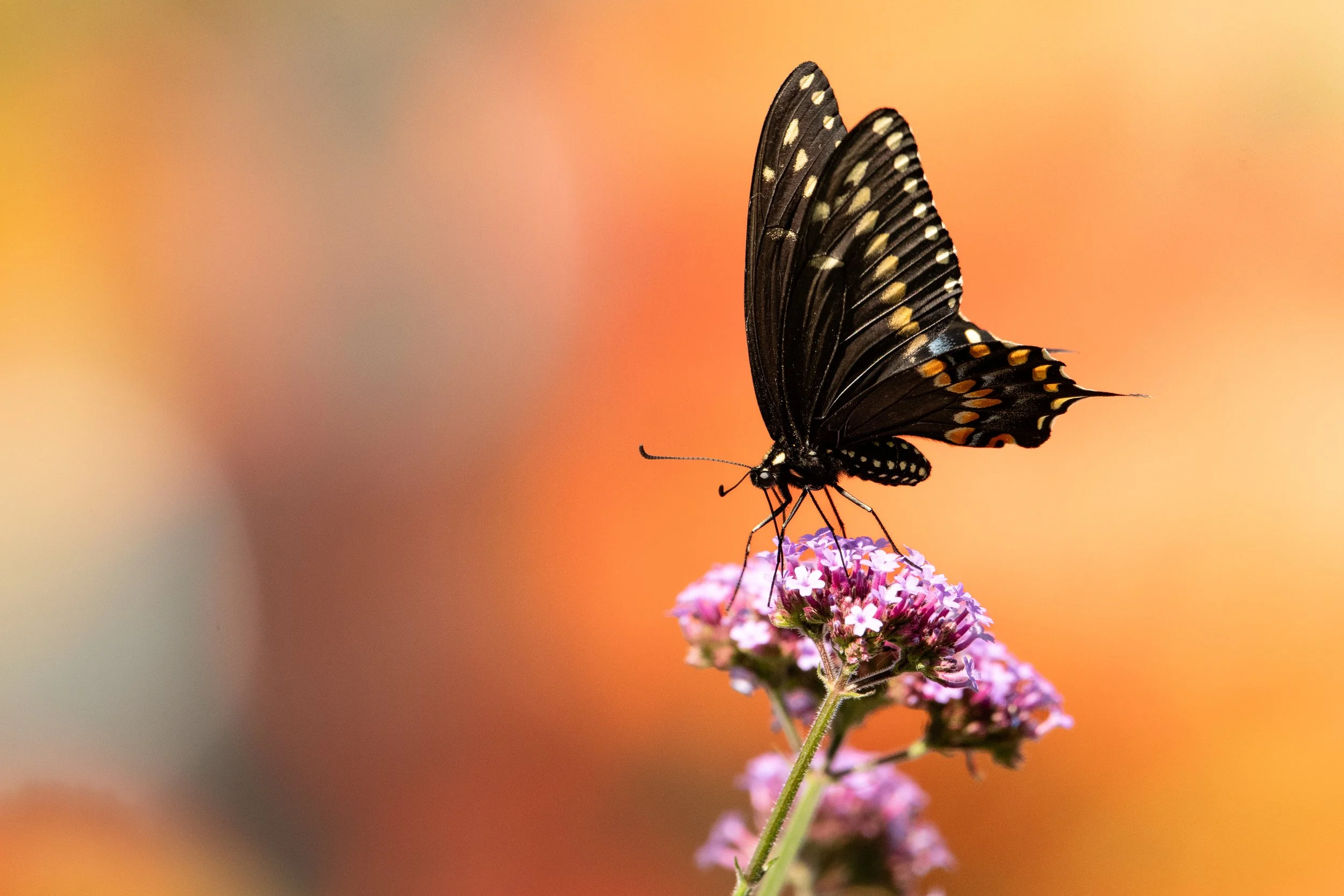 swallowtail black (2).jpg
