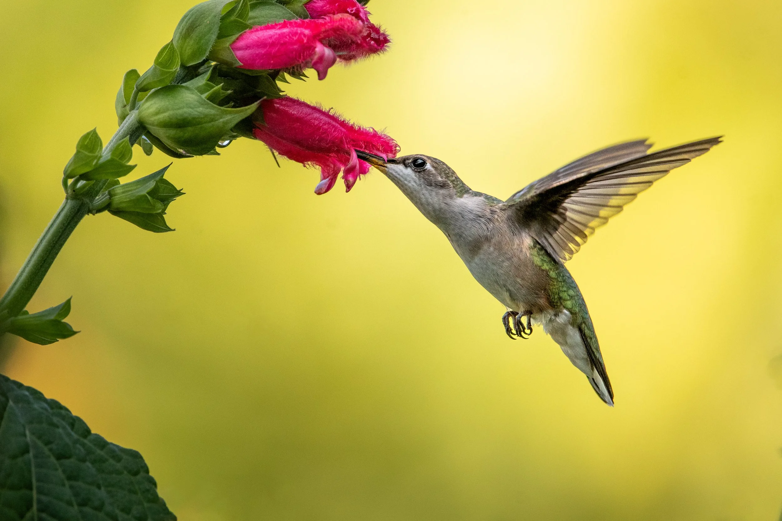 hummingbird rubythroated.jpg