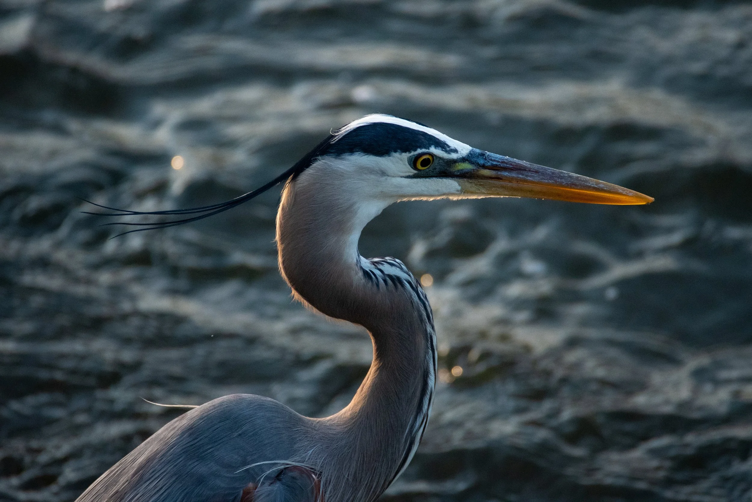heron great blue (3).jpg