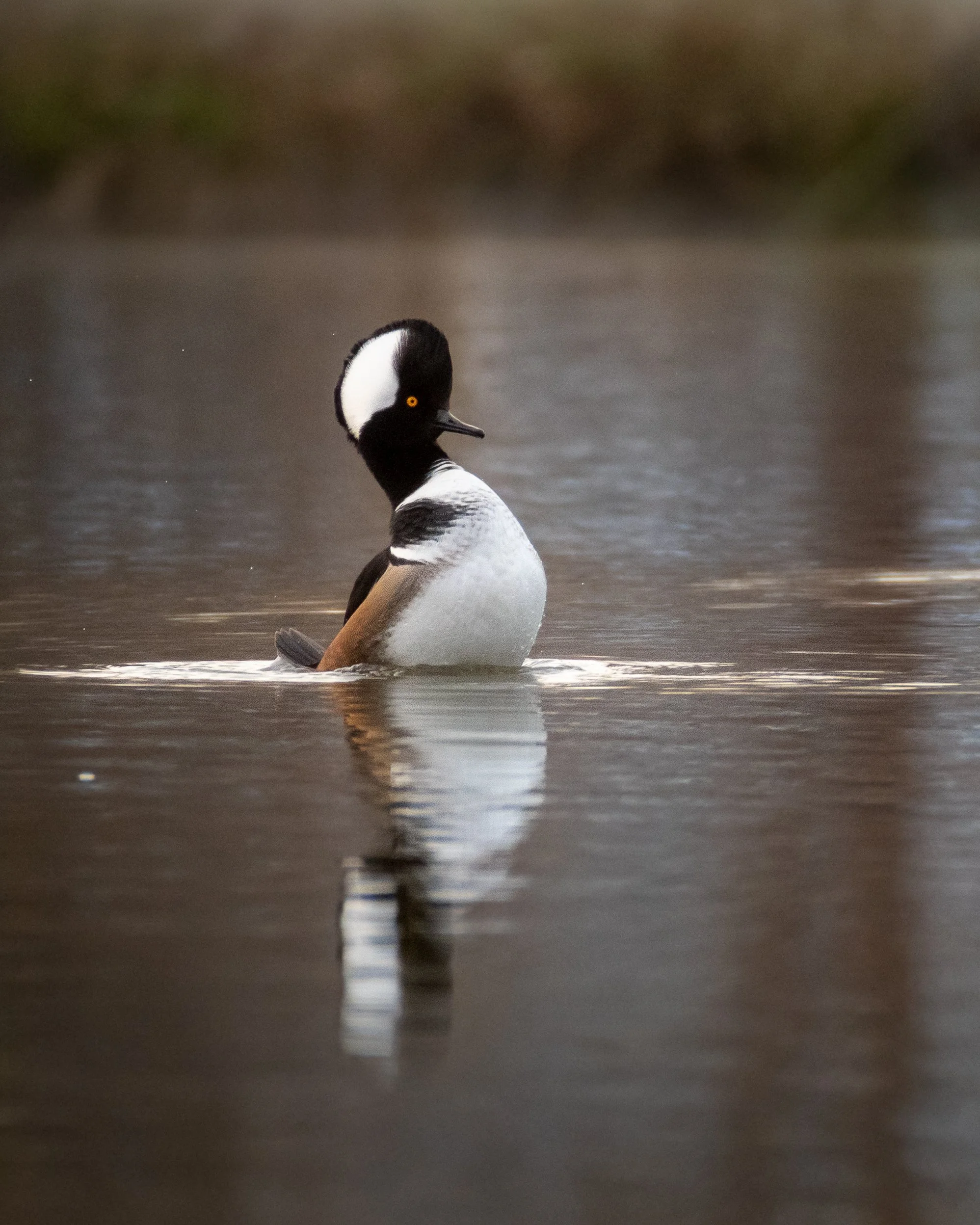 merganser hooded (4).jpg