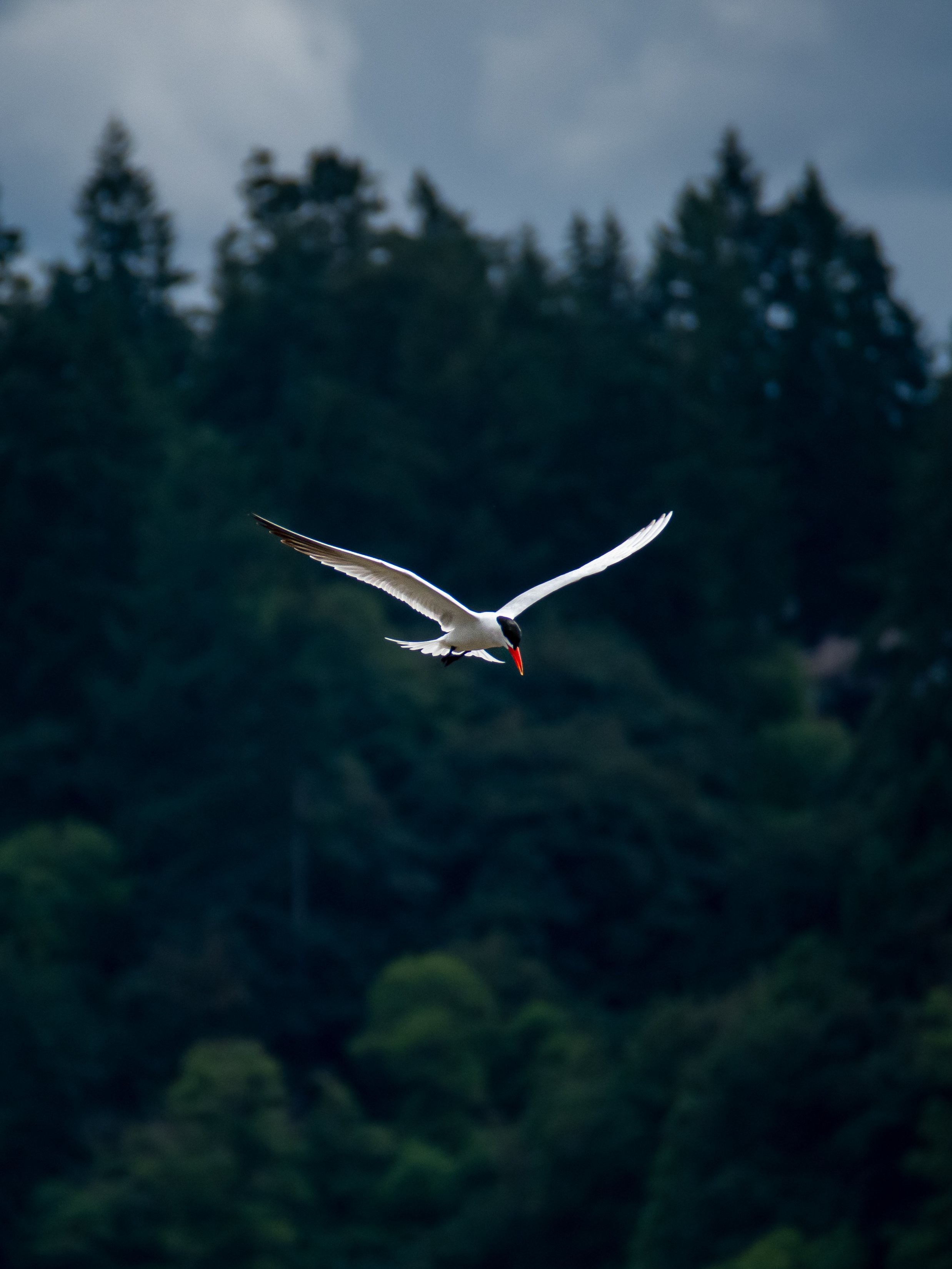 tern caspian (2).jpg