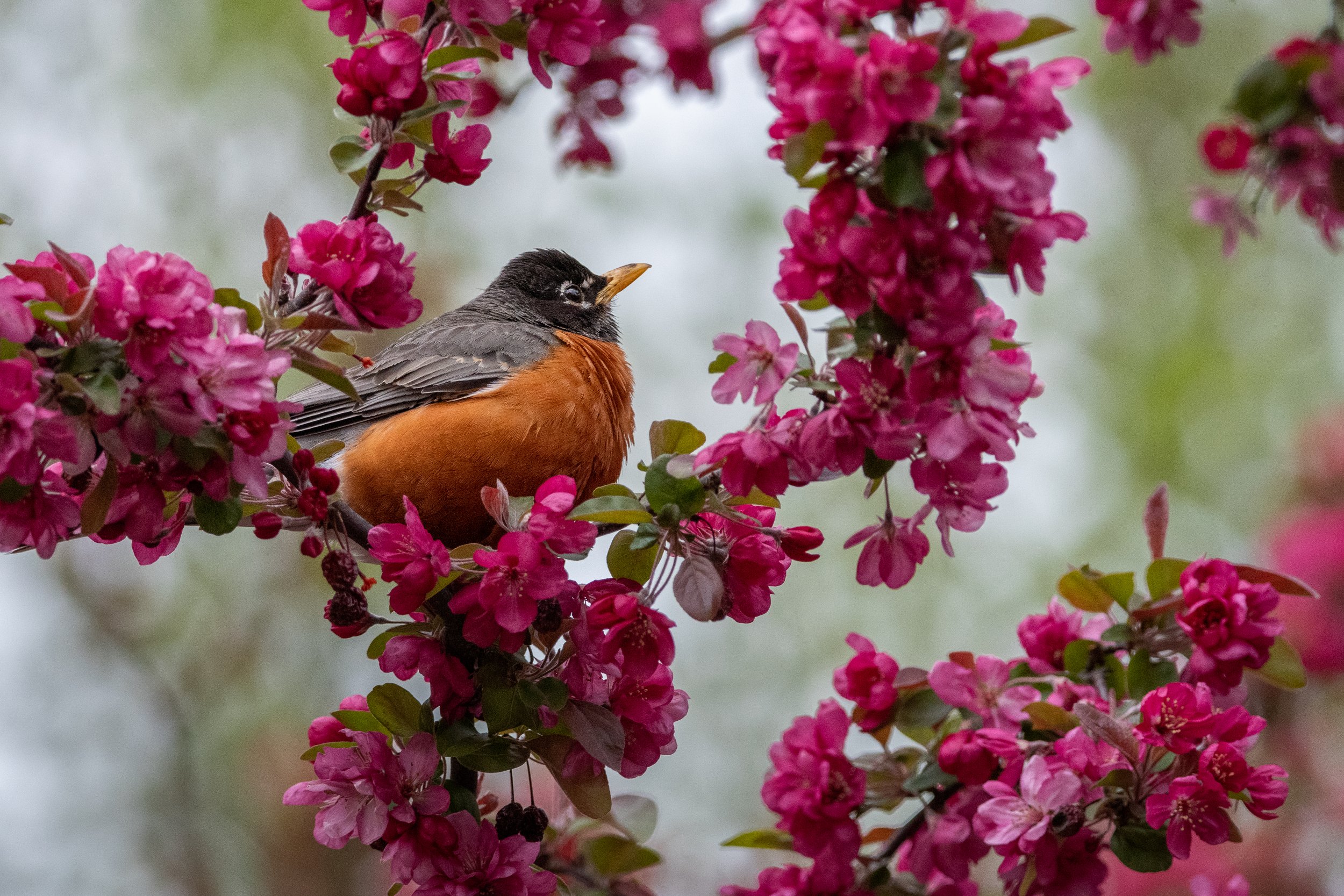 robin american (3).jpg