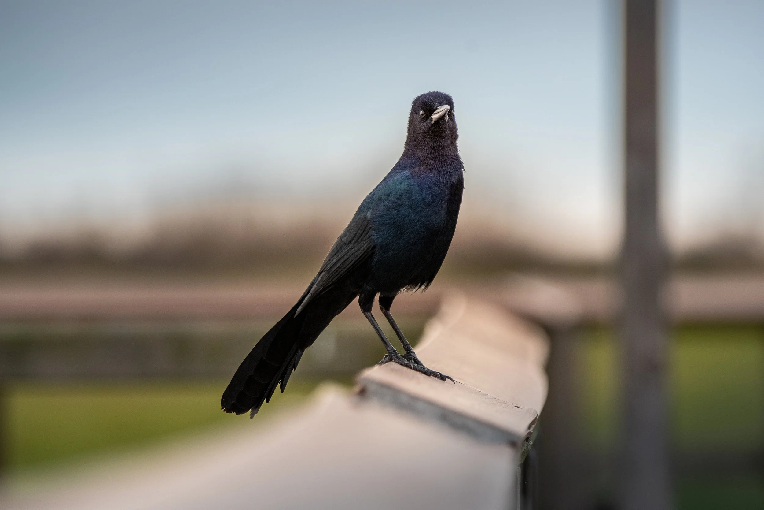 grackle boattailed (2).jpg