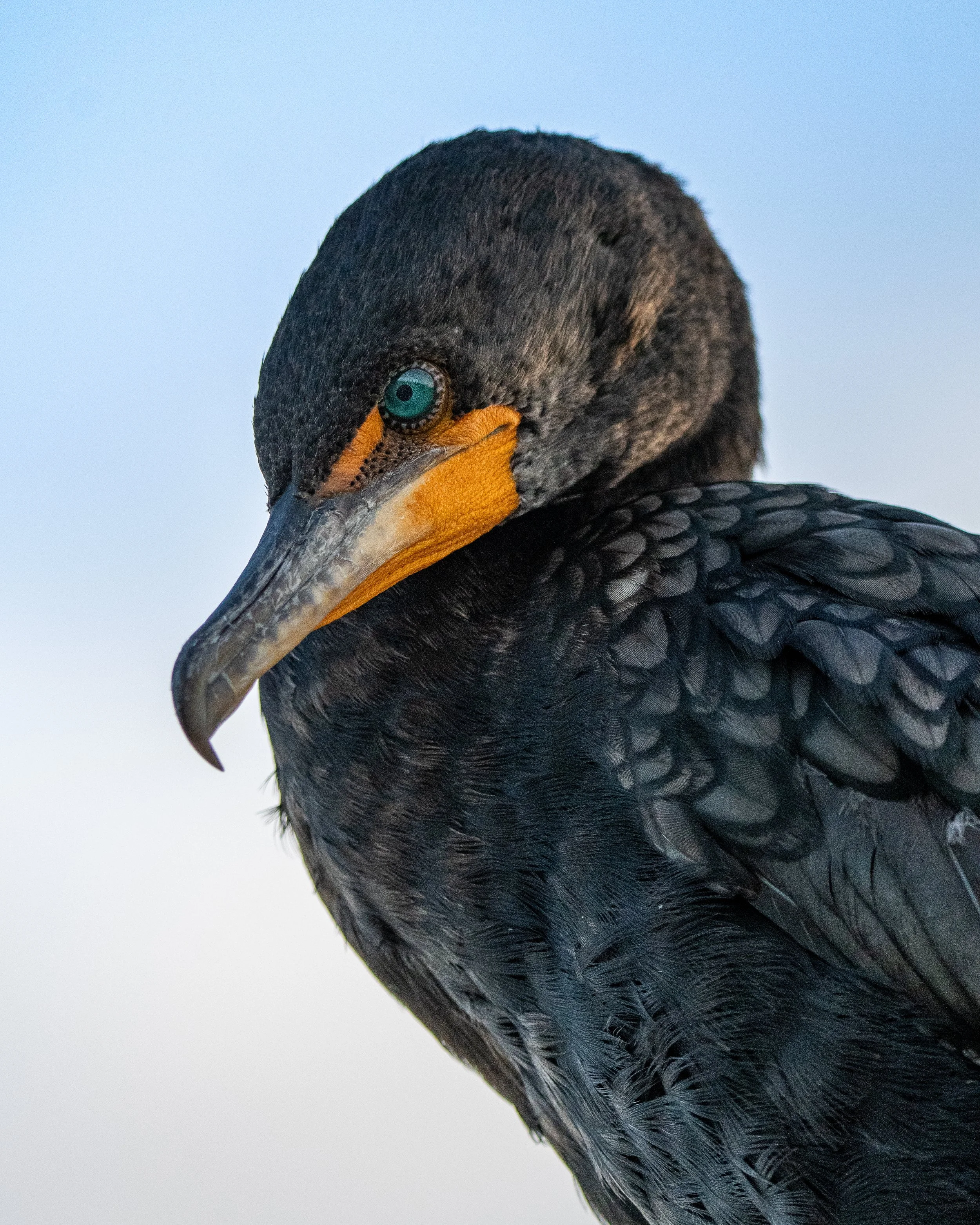 cormorant doublecrested (2).jpg