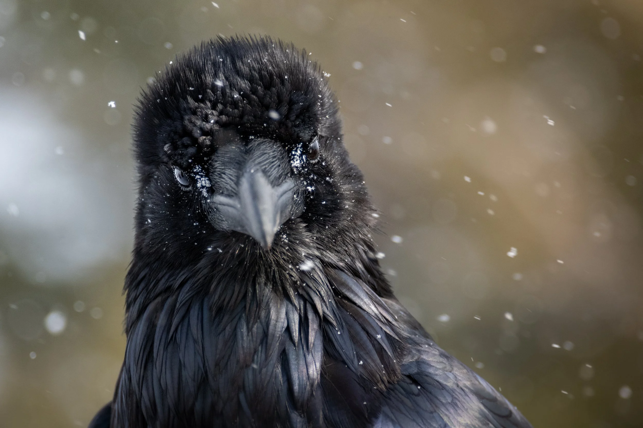 raven common (1).jpg