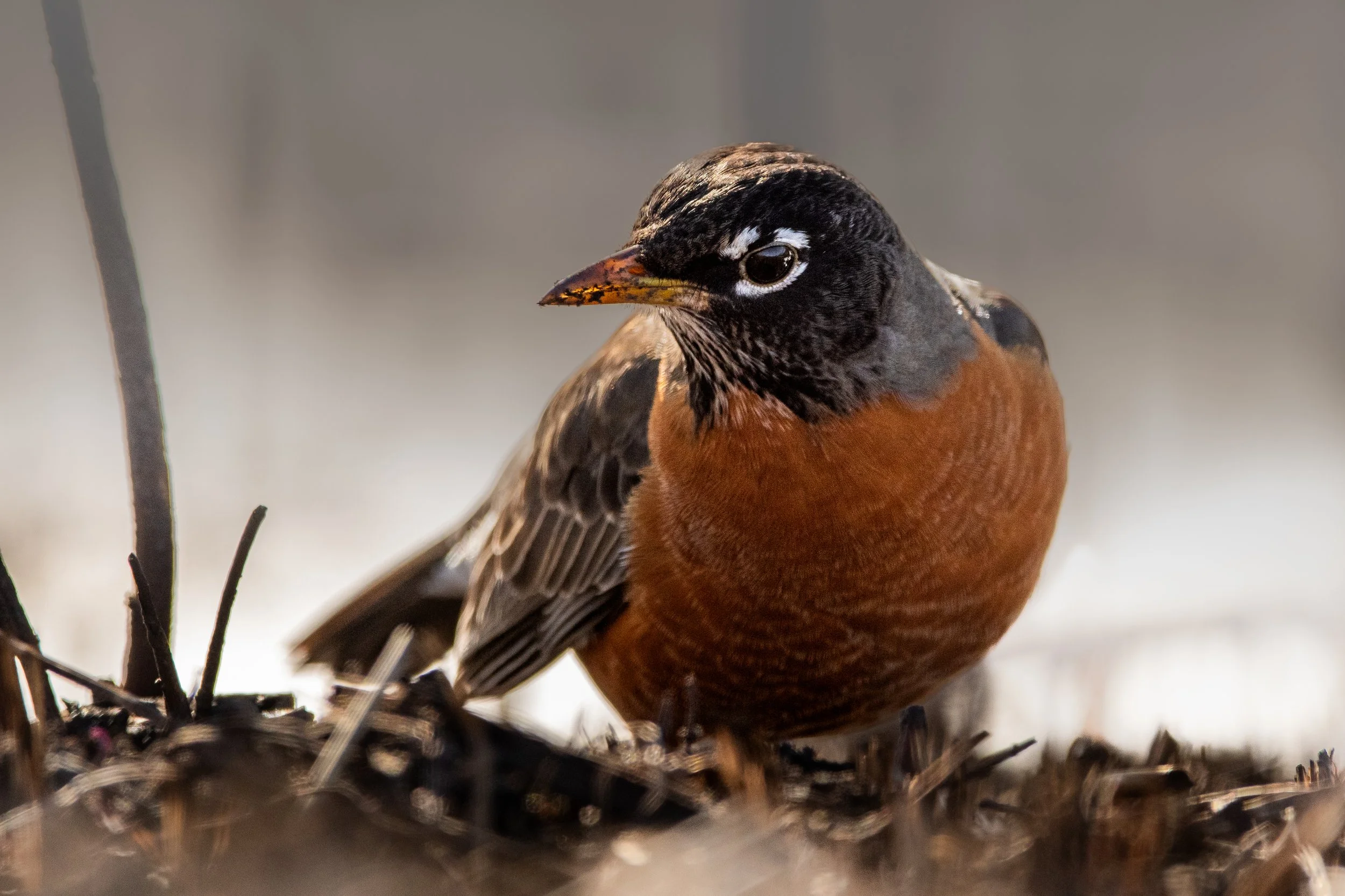 robin american (3).jpg