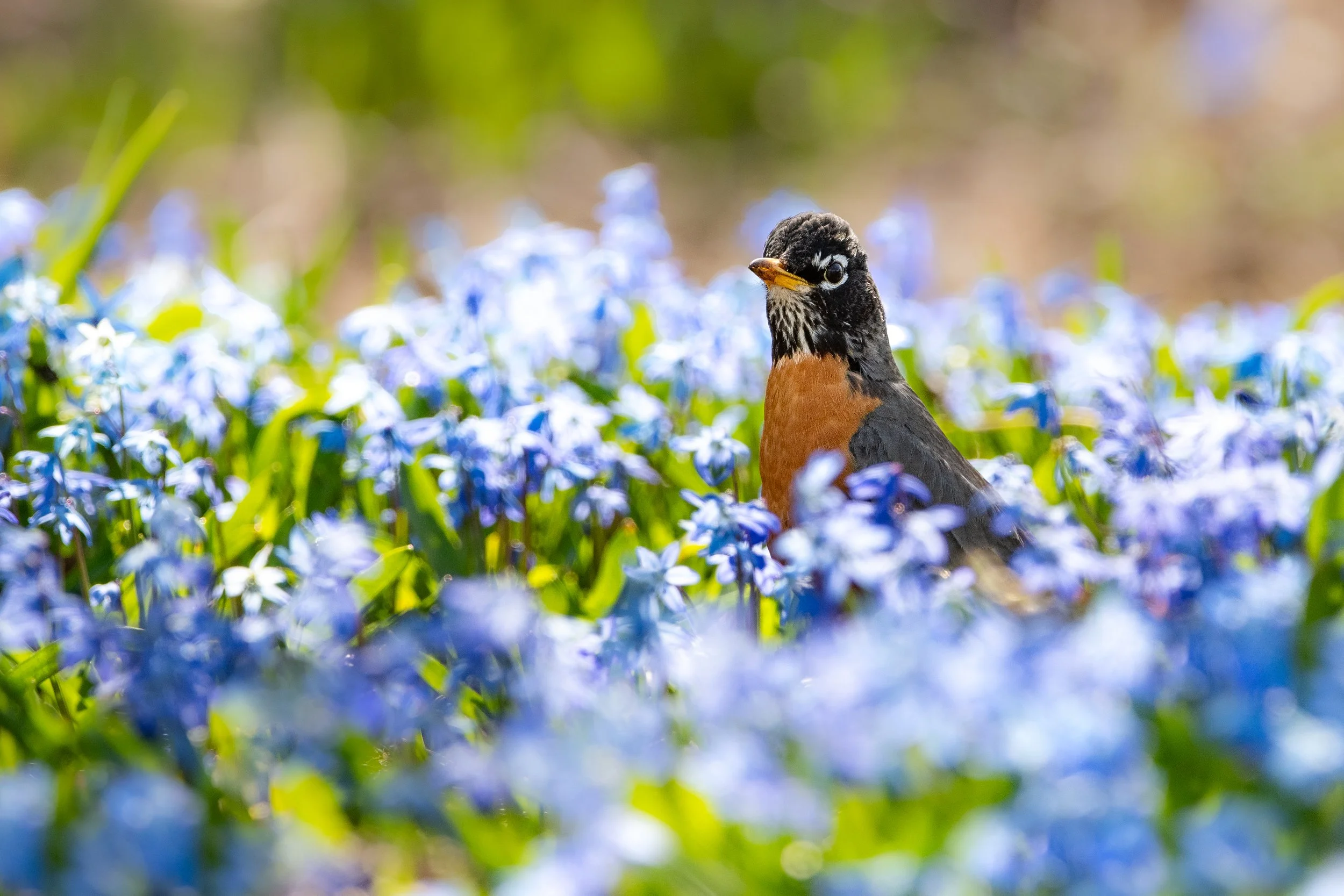 robin american (2).jpg