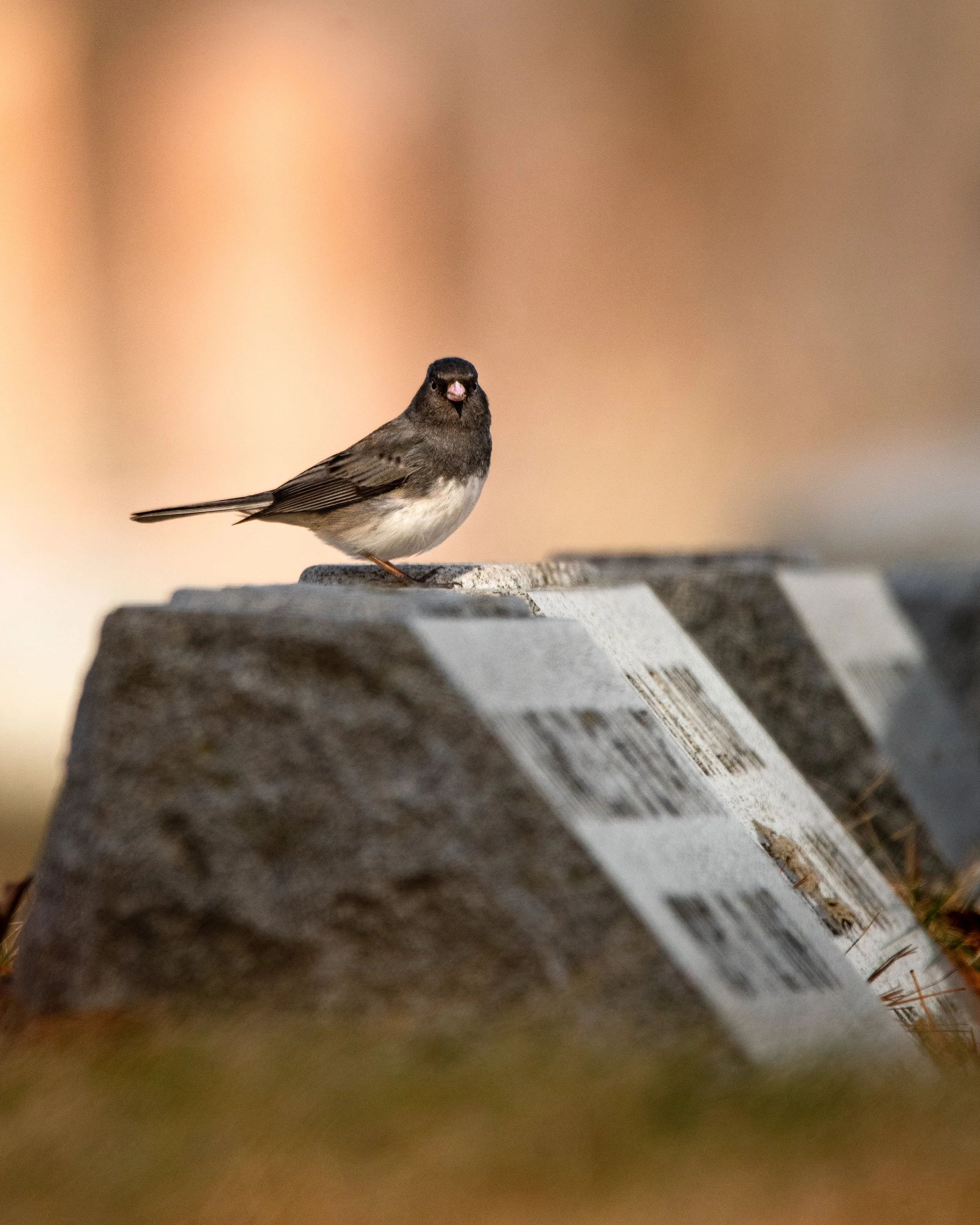 junco darkeyed (3).jpg