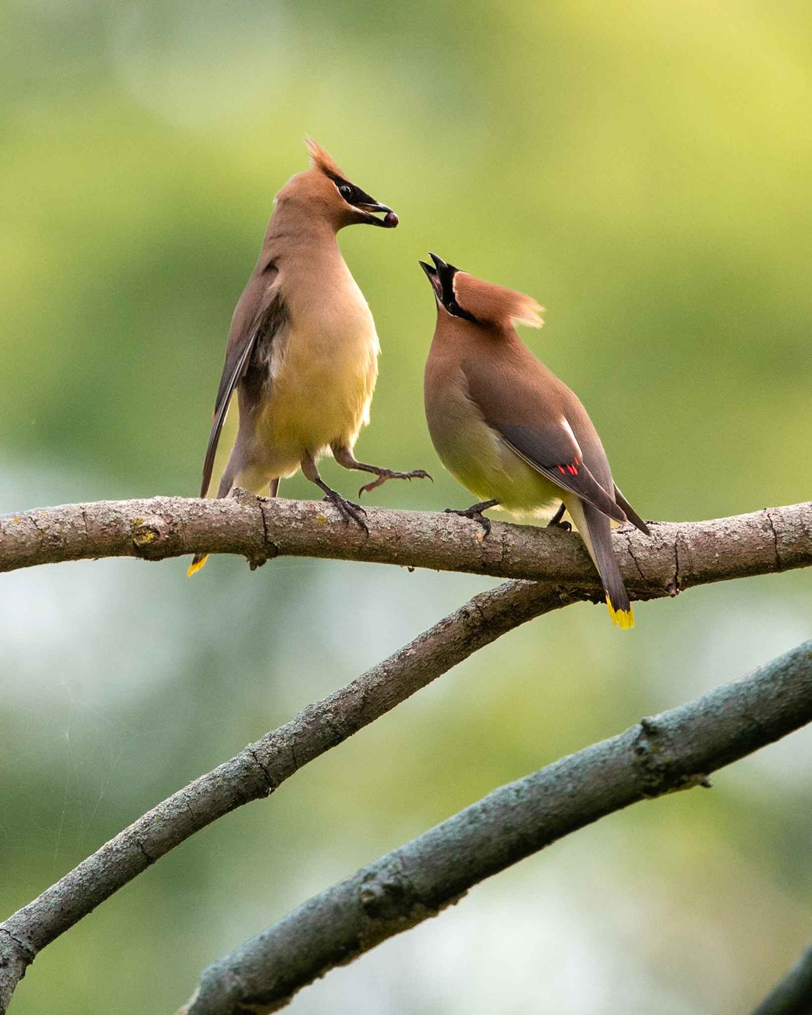 waxwings cedar (2).jpg