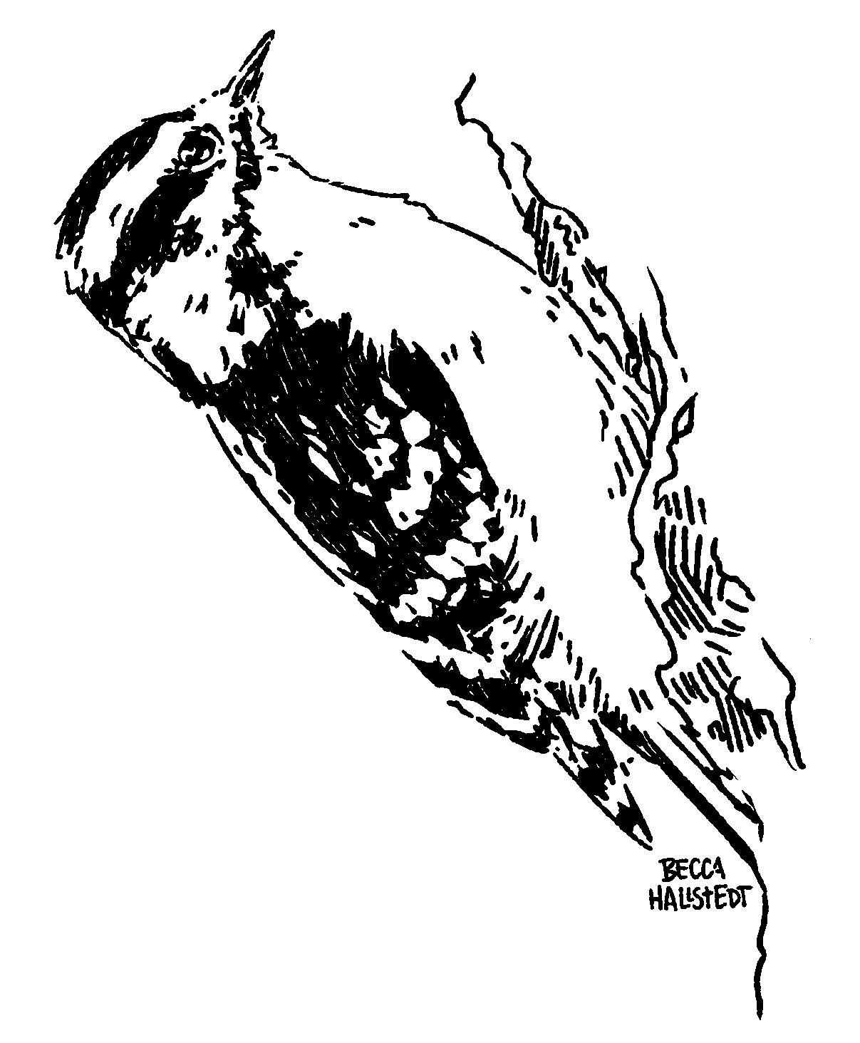 Hallstedt_DownyWoodpecker.jpg