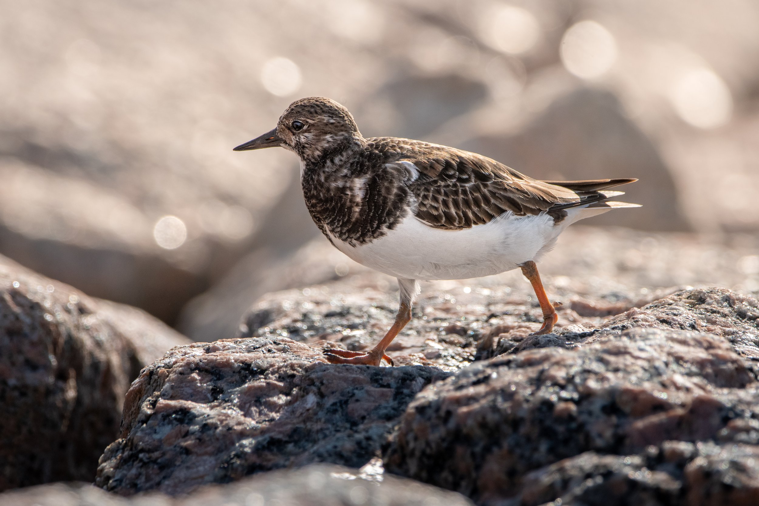 turnstone ruddy (2).jpg