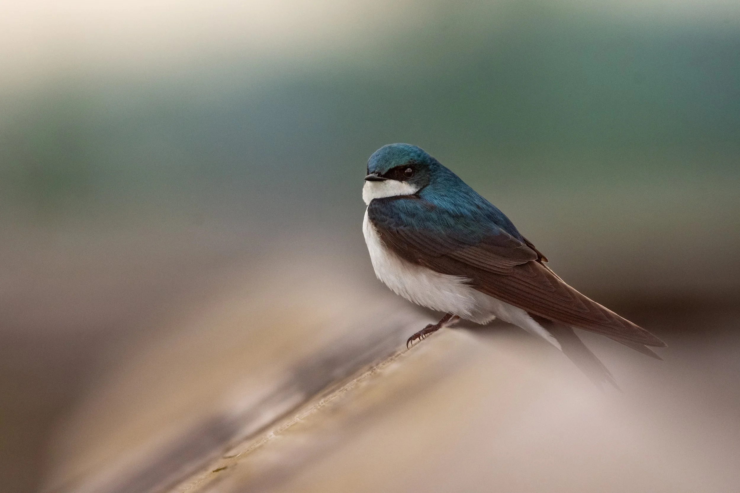 swallow tree (10).jpg