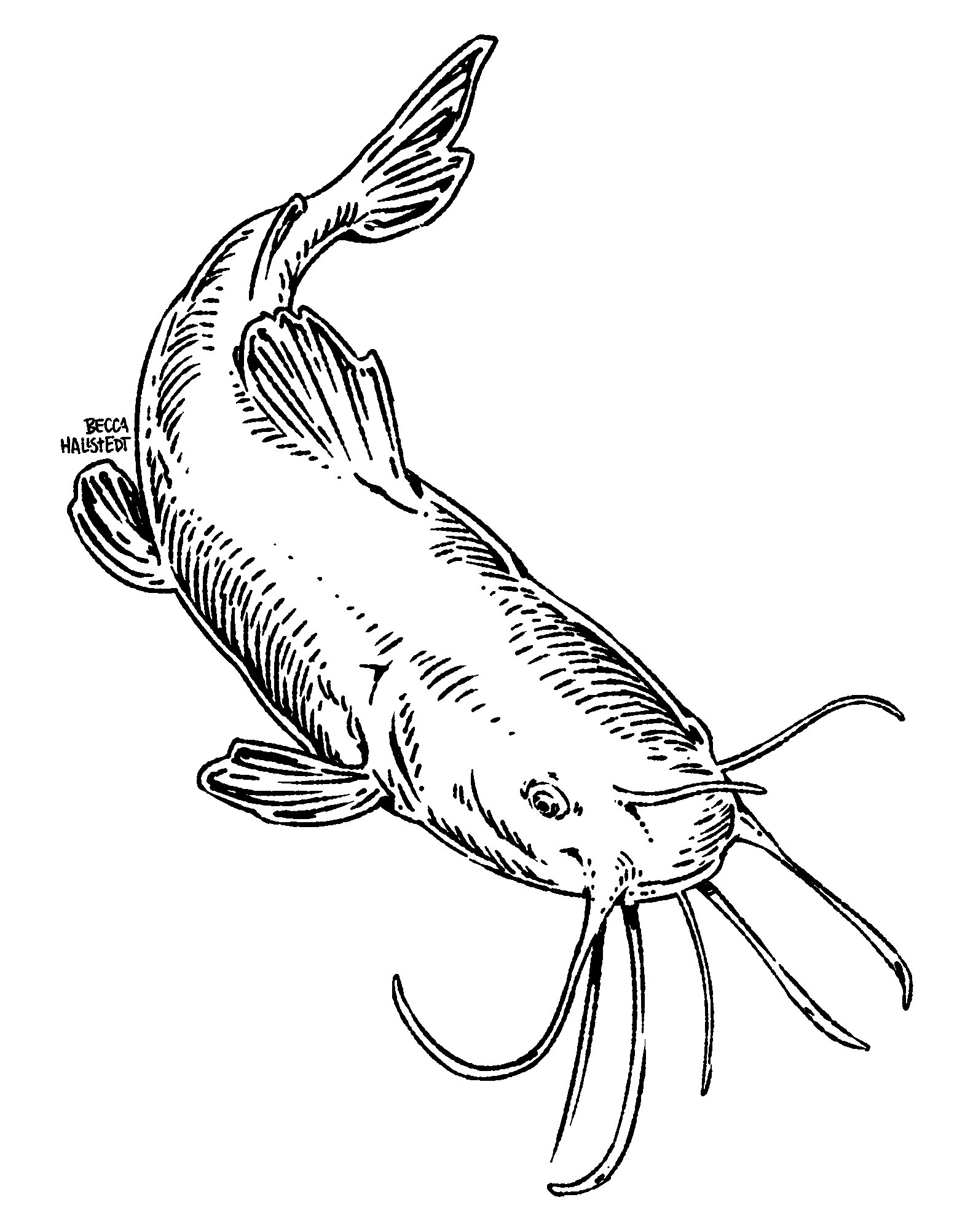 Hallstedt_Bullhead.jpg