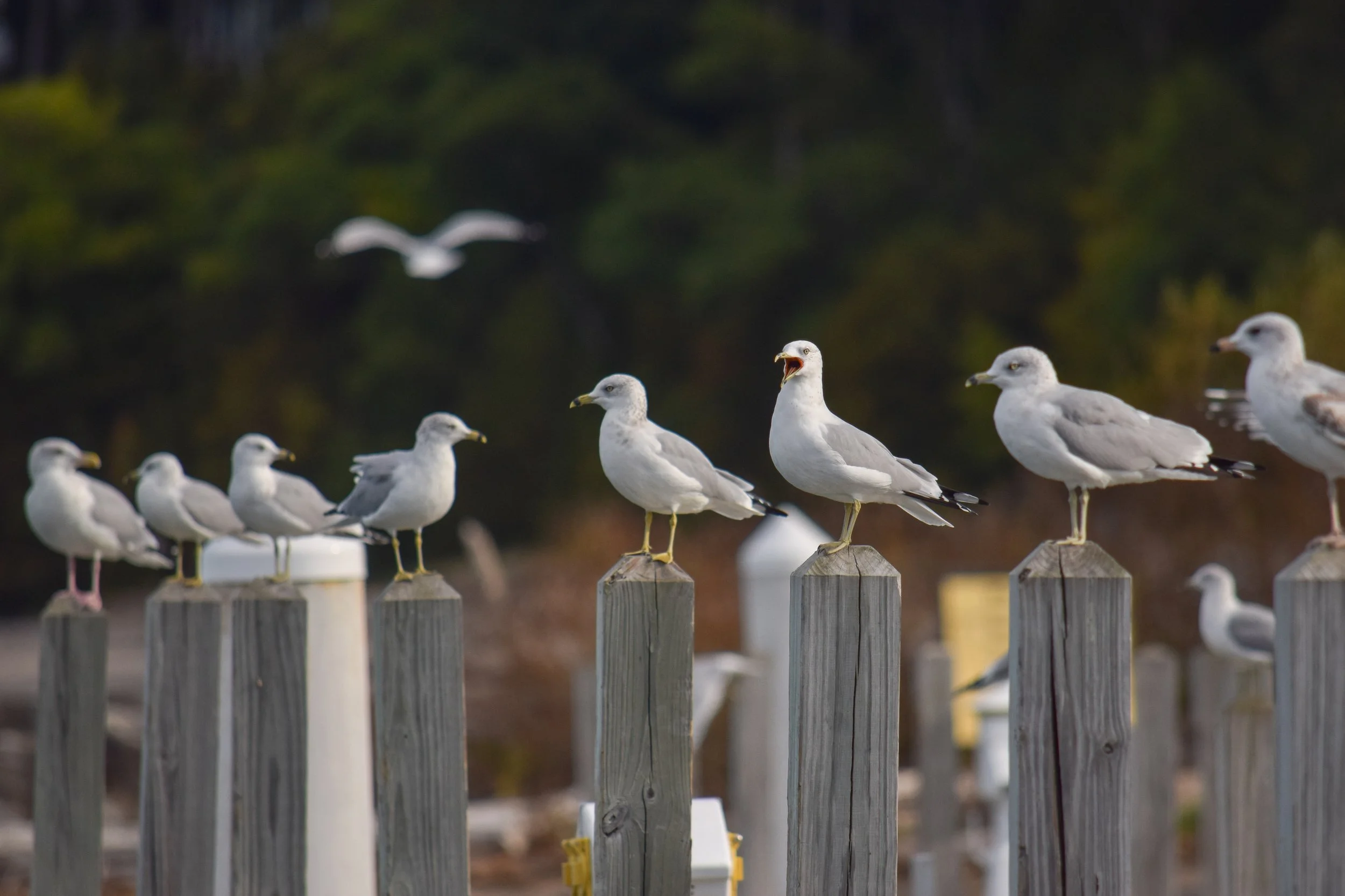 gull ringbilled (7).jpg