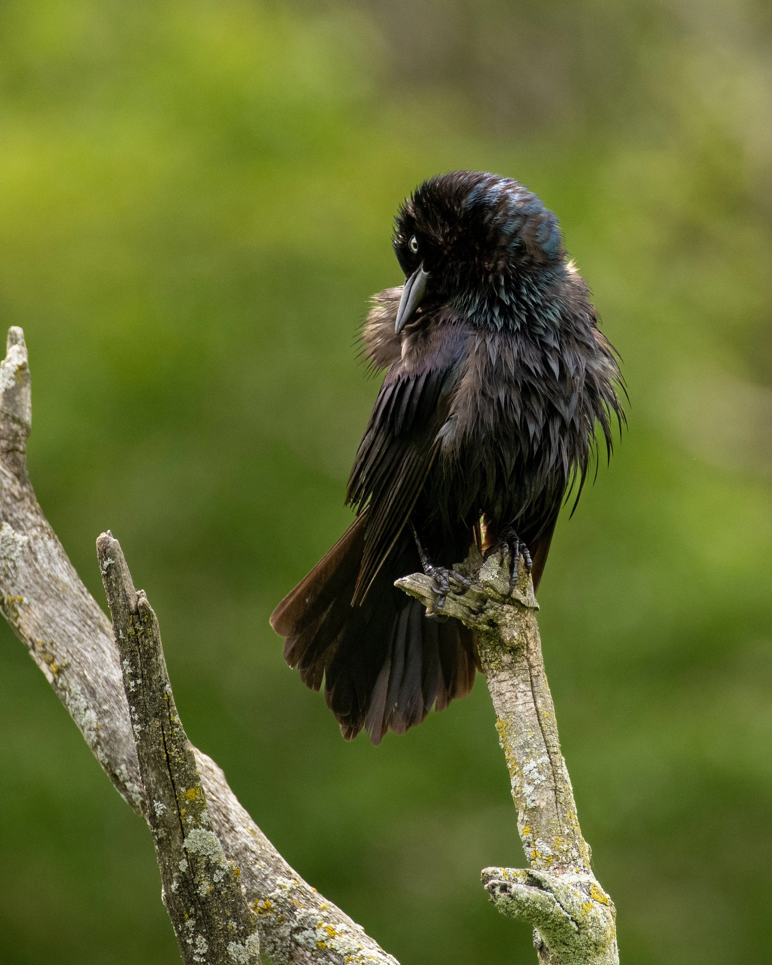 grackle common (21).jpg