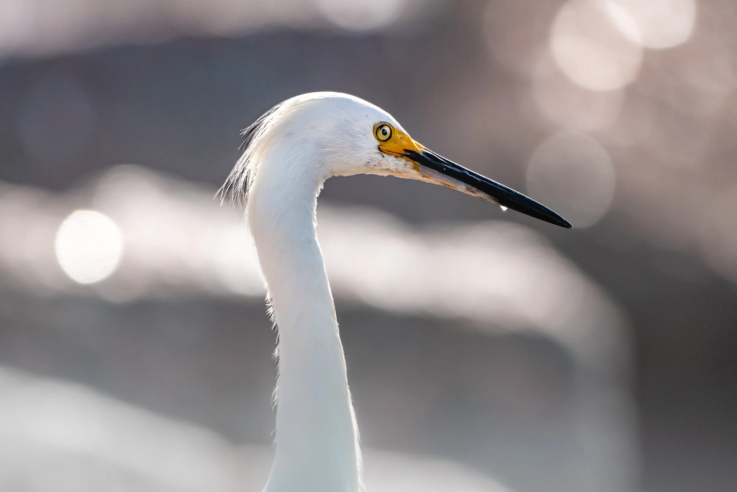 egret snowy.jpg