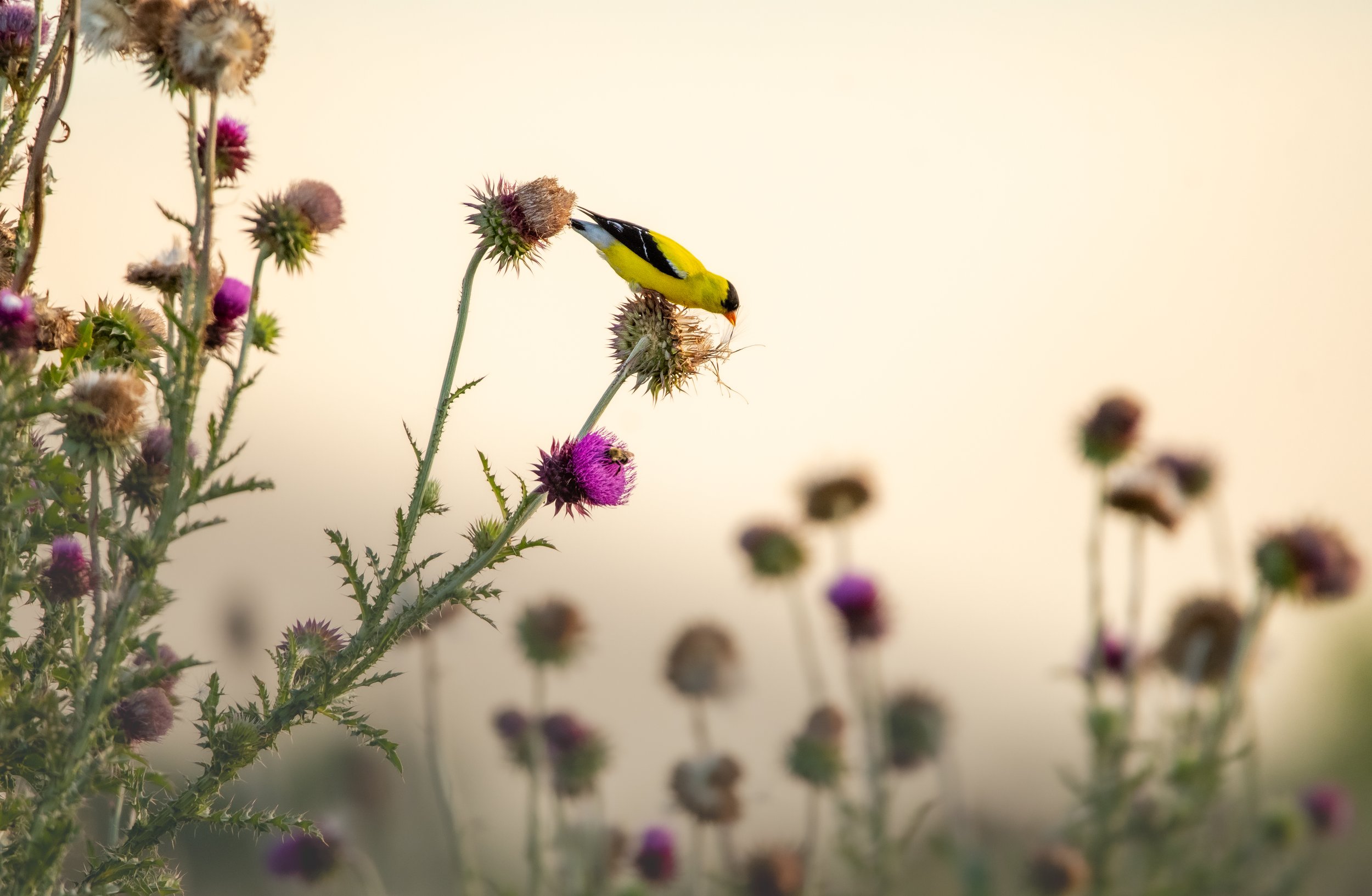 goldfinch american (2).jpg