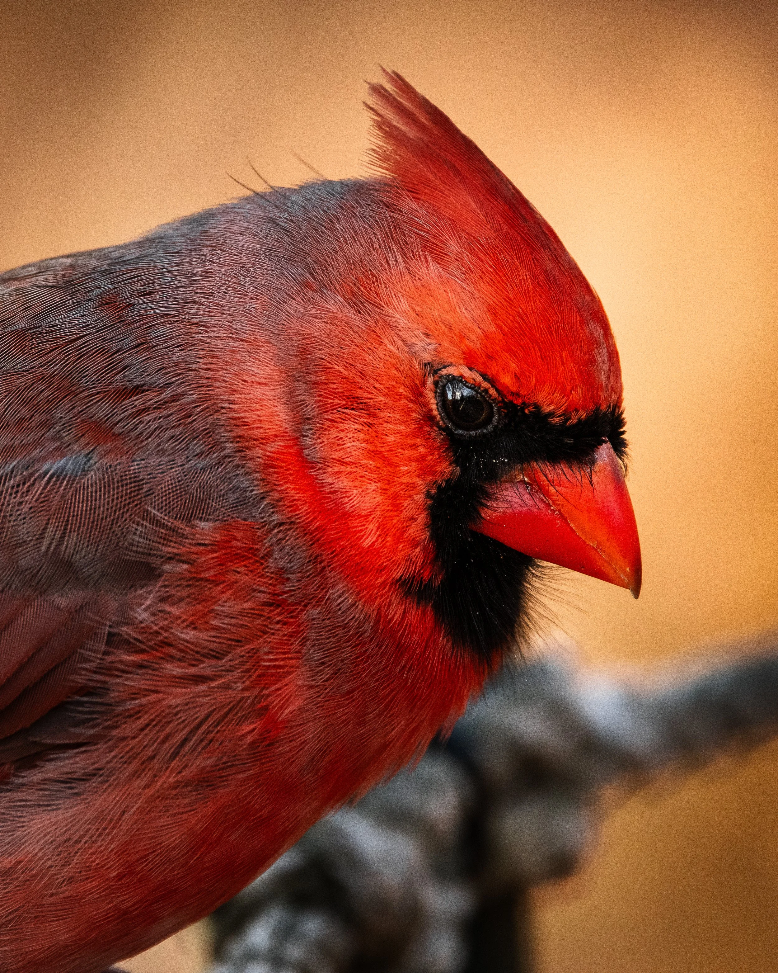 cardinal northern.jpg