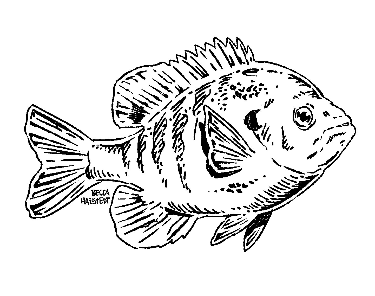 Hallstedt_Bluegill.jpg