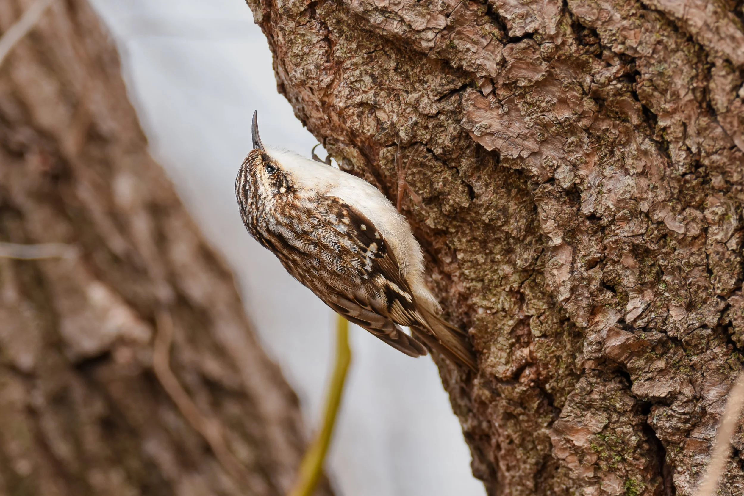 creeper brown (4).jpg