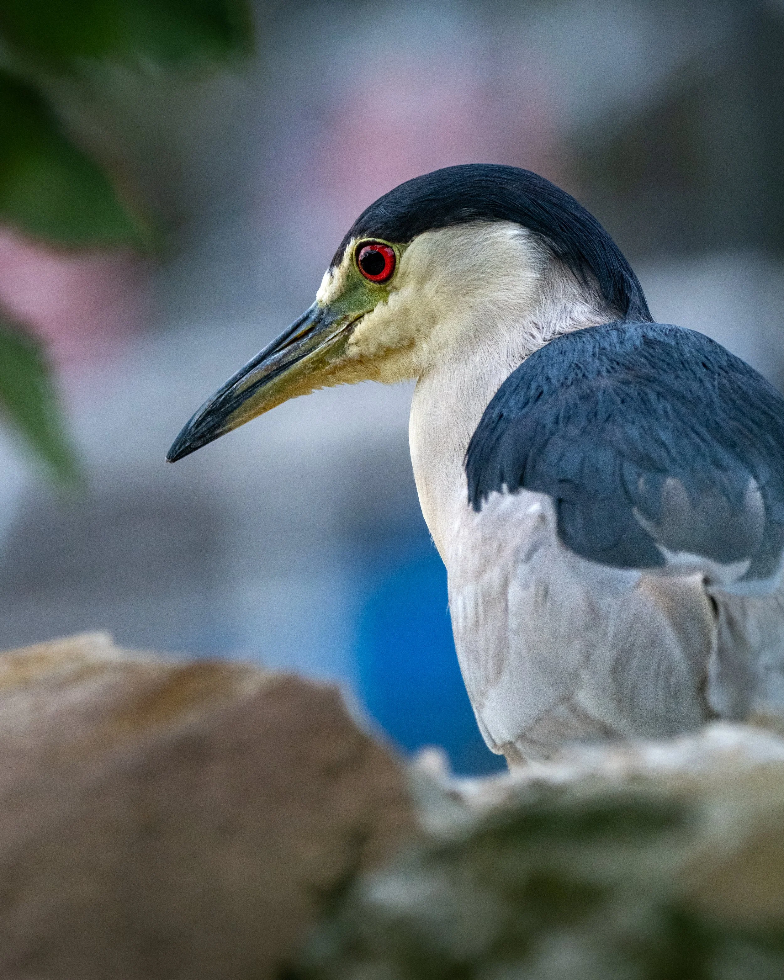 heron blackcrownednight (5).jpg