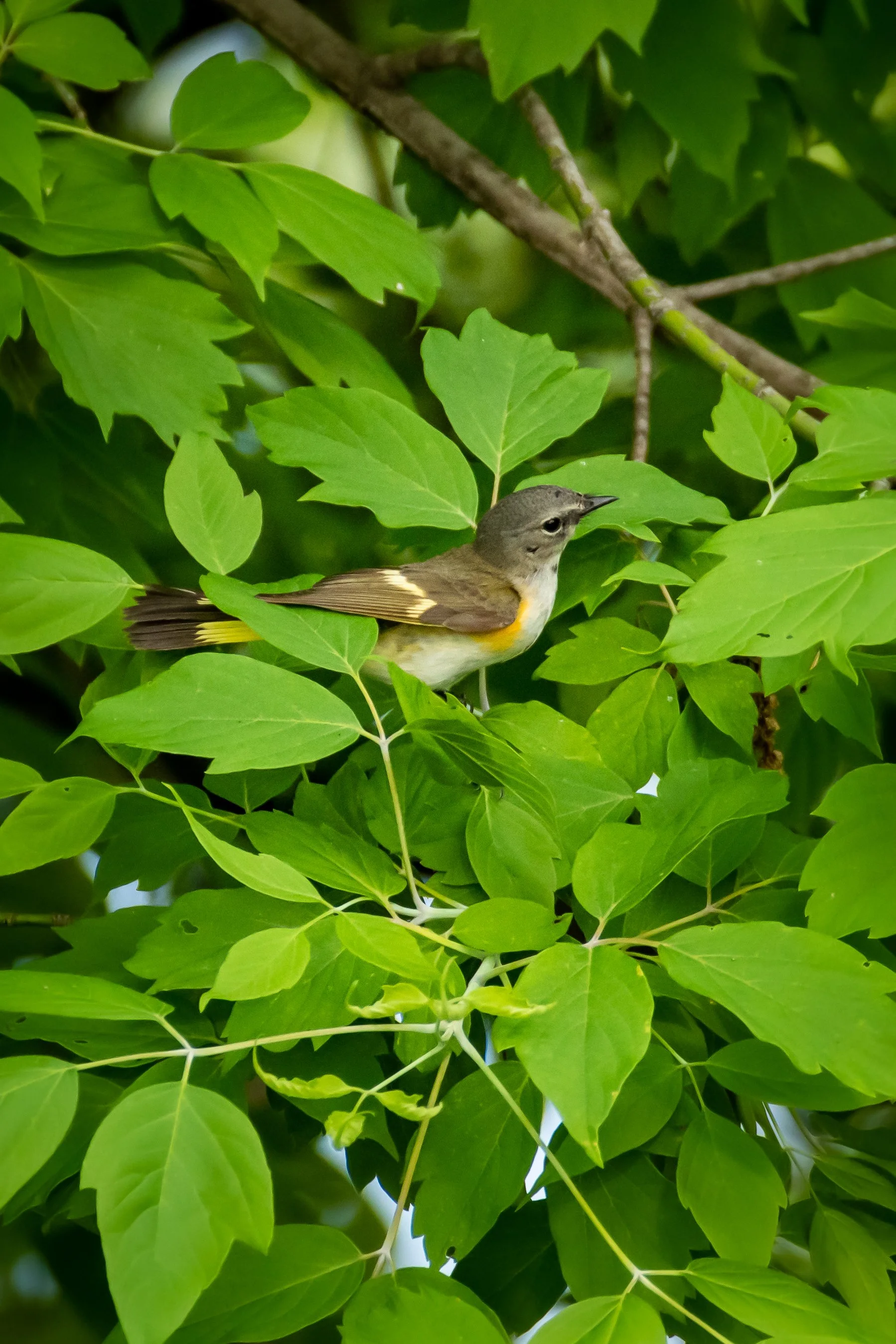 redstart american (1).jpg