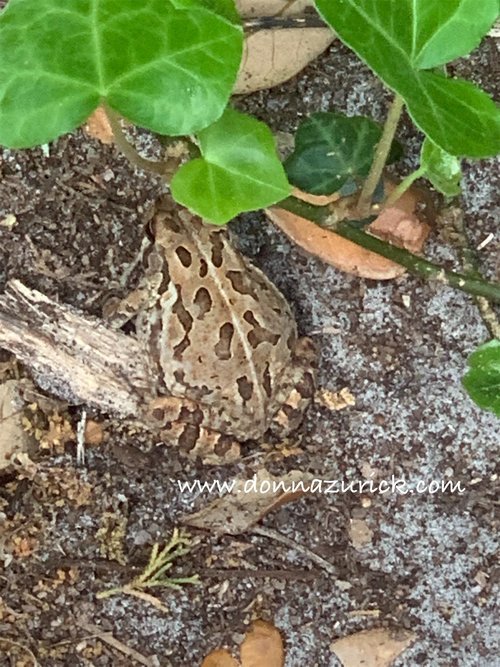 frog at springers point.jpeg