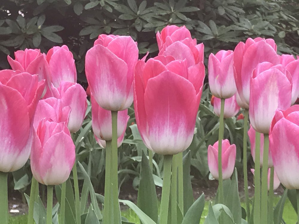 pink and white tulips.jpg